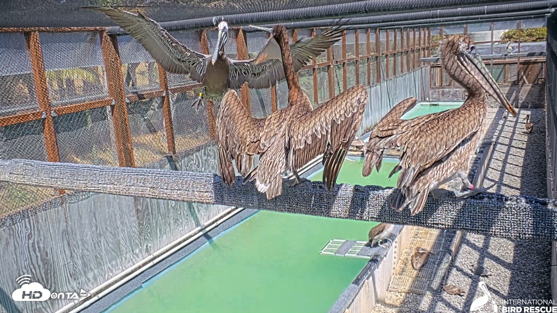 Snapshot of Pelican Aviary Rehabilitation Live Cam taken May 5, 2026, 2:54pm PDT