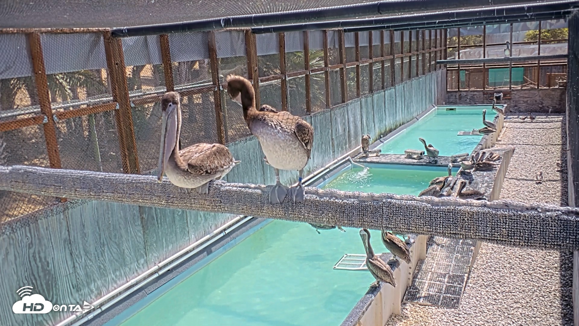 Snapshot of Pelican Aviary Rehabilitation Live Cam taken Aug 3, 2026, 11:08am PDT