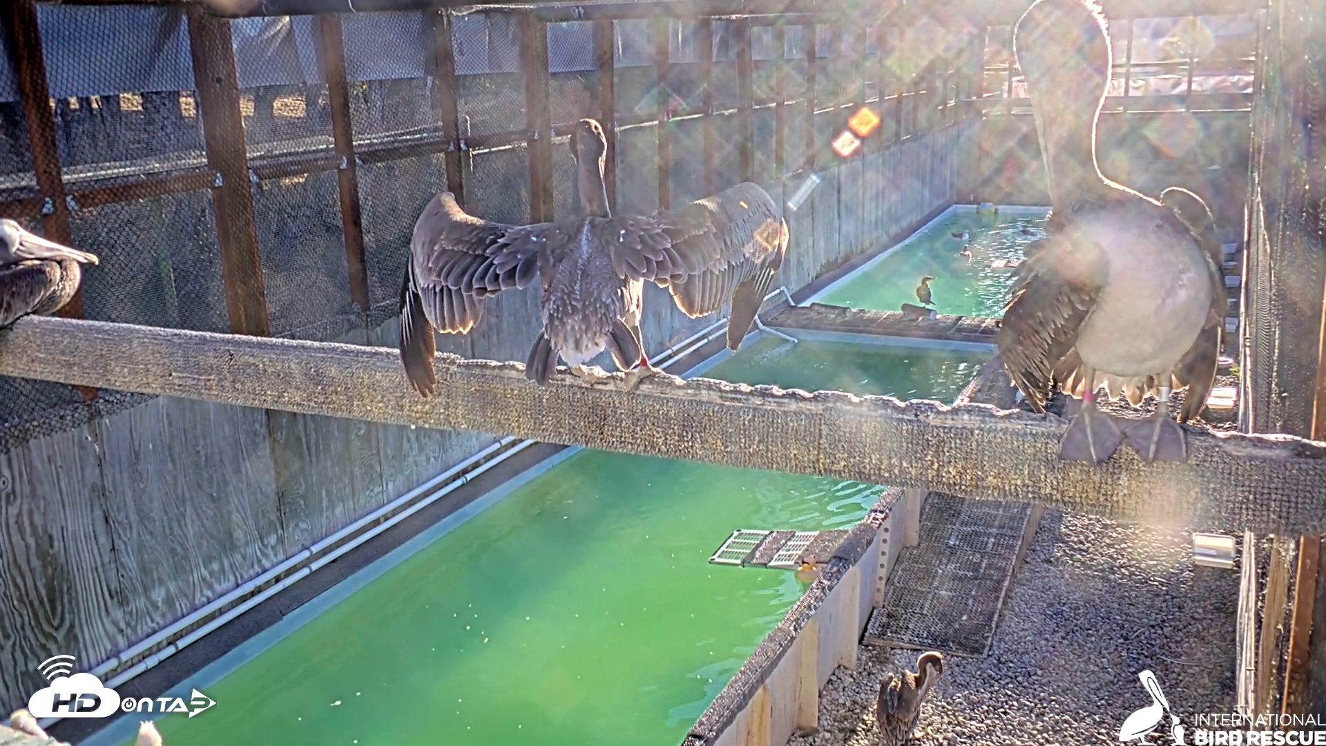 Snapshot of Pelican Aviary Rehabilitation Live Cam taken Oct 16, 2025, 8:06am PDT