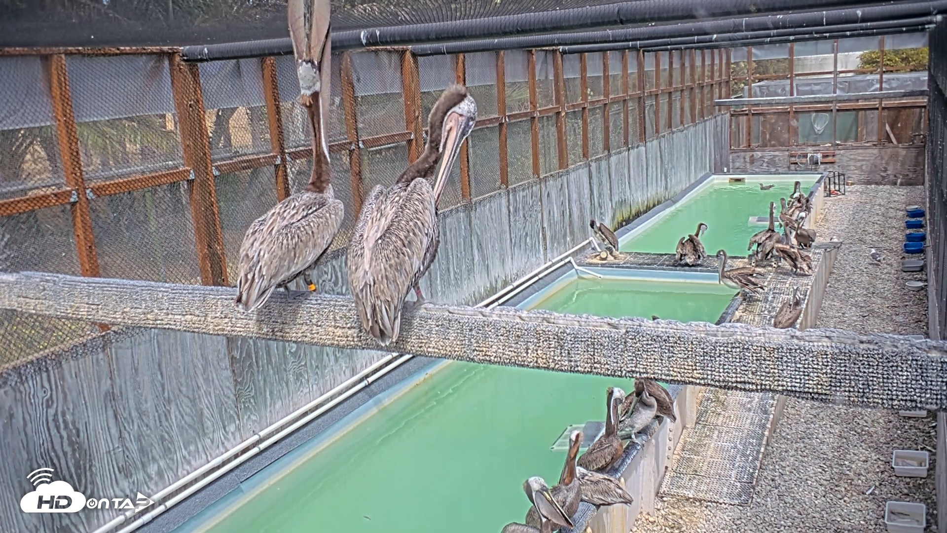 Snapshot of Pelican Aviary Rehabilitation Live Cam taken Jul 12, 2026, 3:23pm PDT