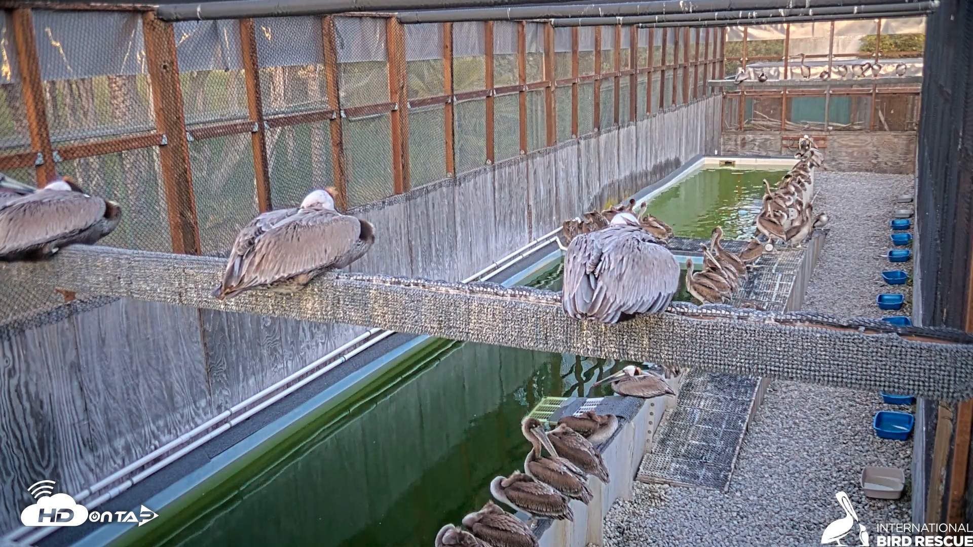 Snapshot of Pelican Aviary Rehabilitation Live Cam taken Apr 28, 2025, 7:44pm PDT