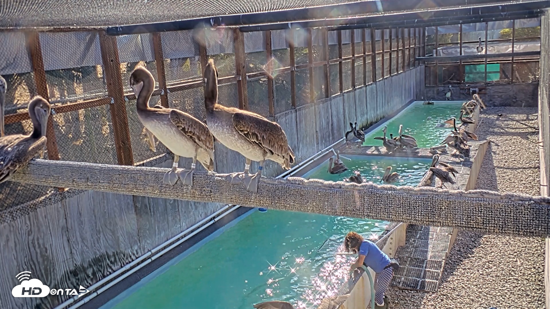 Snapshot of Pelican Aviary Rehabilitation Live Cam taken Aug 8, 2026, 8:44am PDT