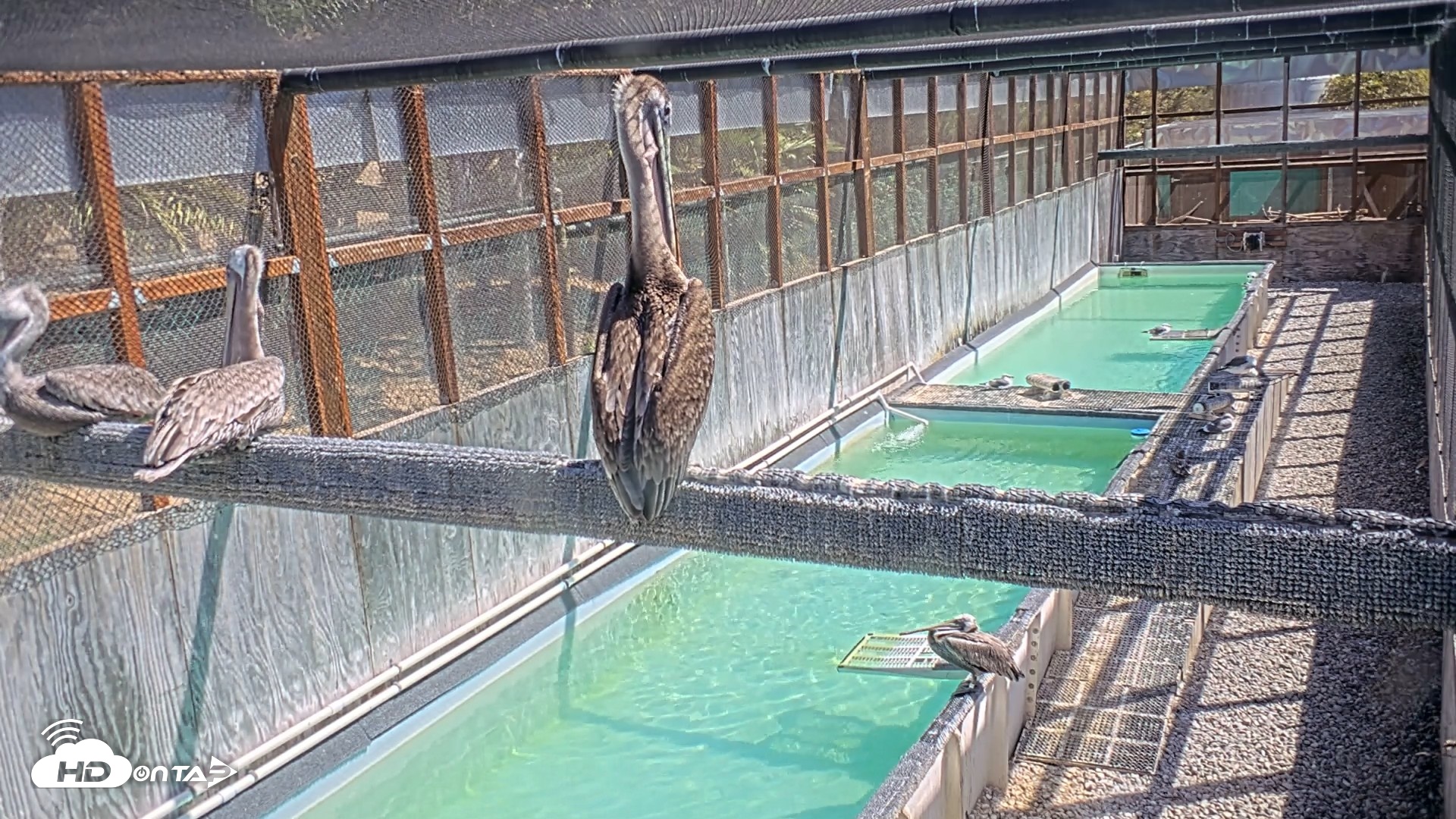 Snapshot of Pelican Aviary Rehabilitation Live Cam taken Sep 29, 2026, 12:15pm PDT