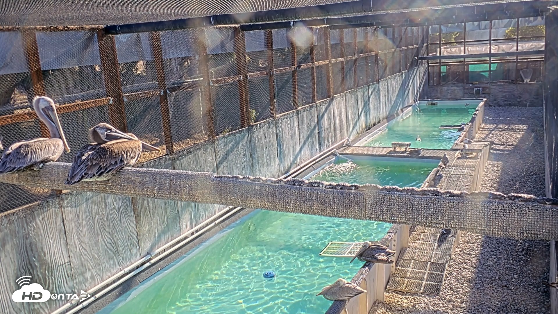 Snapshot of Pelican Aviary Rehabilitation Live Cam taken Oct 16, 2026, 8:55am PDT