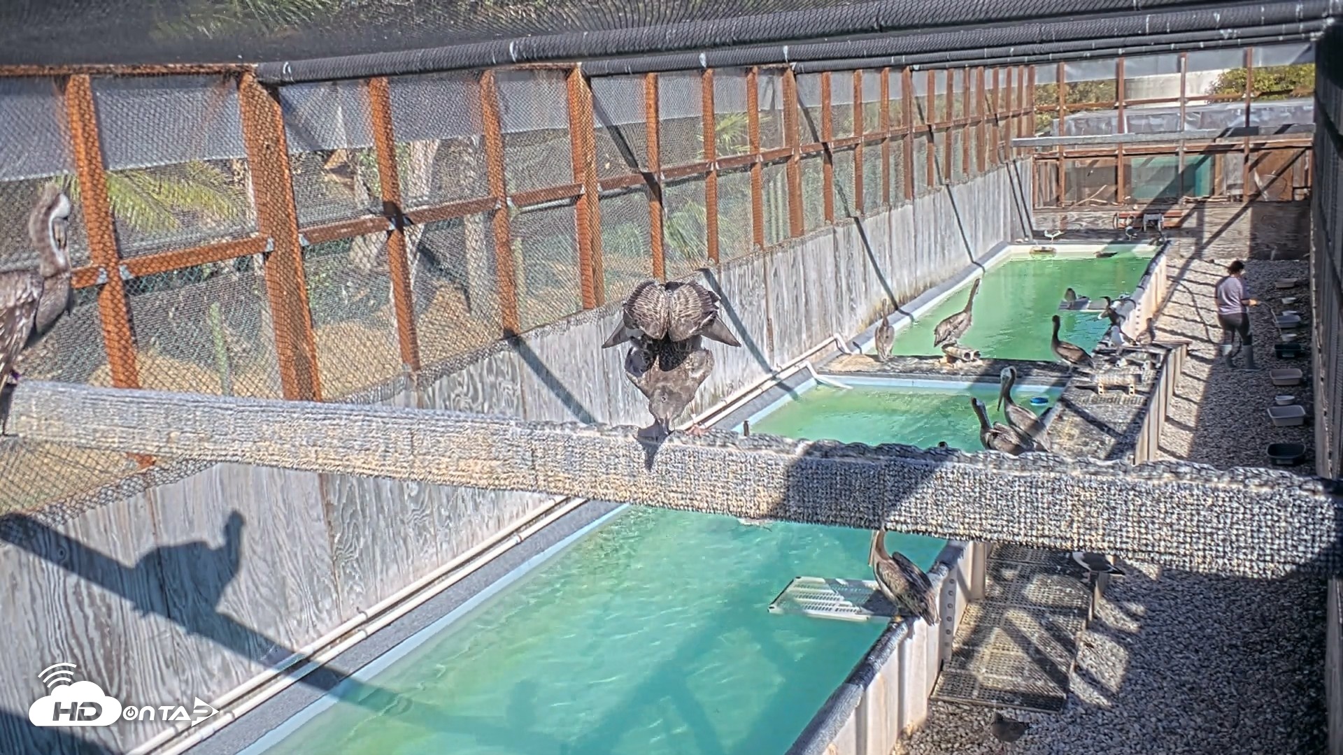 Snapshot of Pelican Aviary Rehabilitation Live Cam taken Sep 8, 2026, 4:18pm PDT