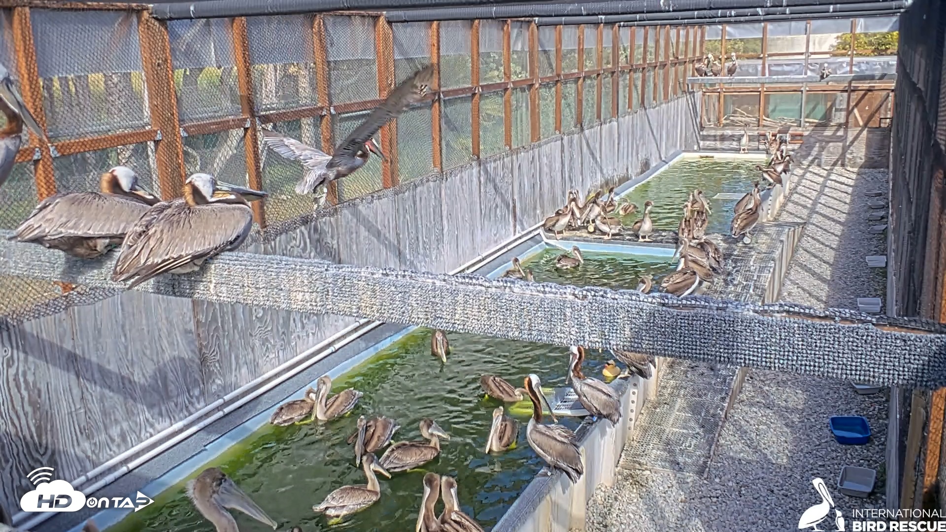 Snapshot of Pelican Aviary Rehabilitation Live Cam taken Apr 29, 2025, 4:39pm PDT