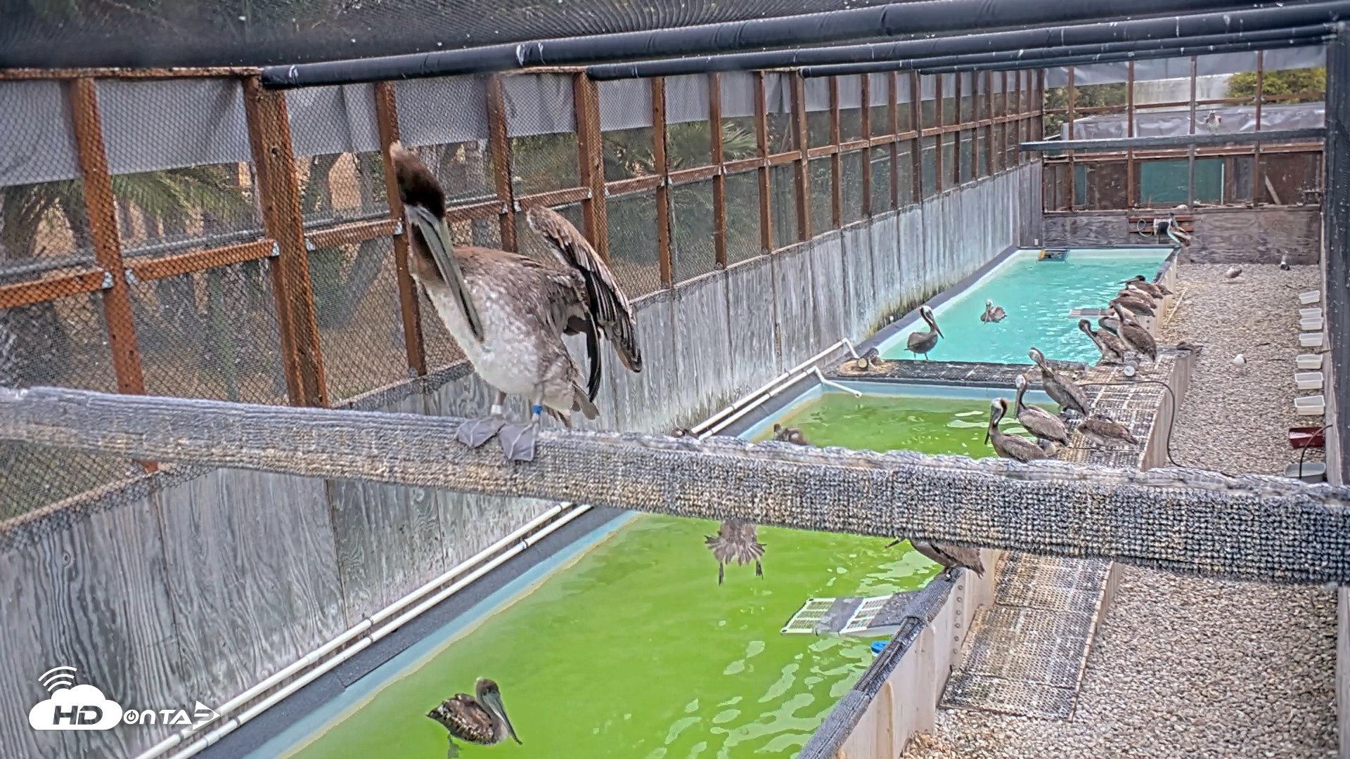 Snapshot of Pelican Aviary Rehabilitation Live Cam taken Jul 22, 2026, 7:10am PDT
