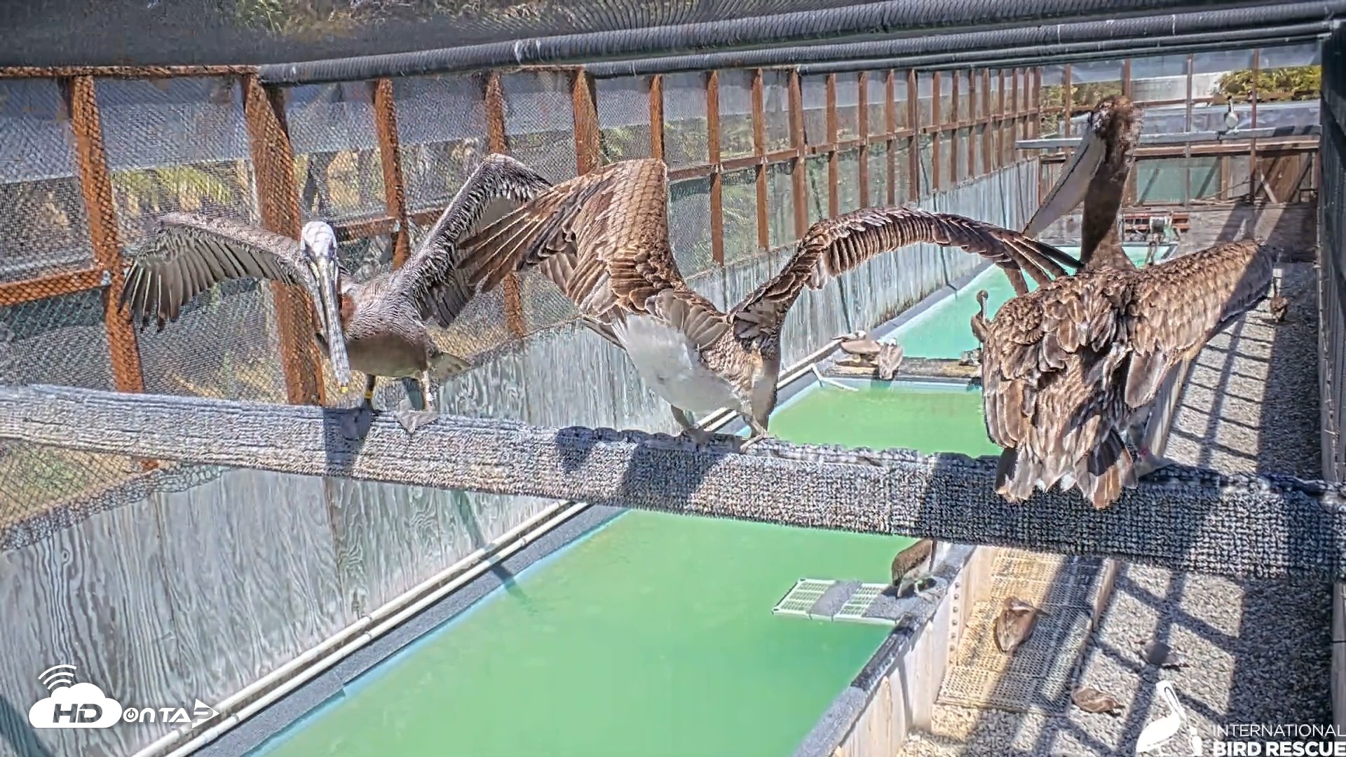 Snapshot of Pelican Aviary Rehabilitation Live Cam taken May 5, 2026, 2:54pm PDT