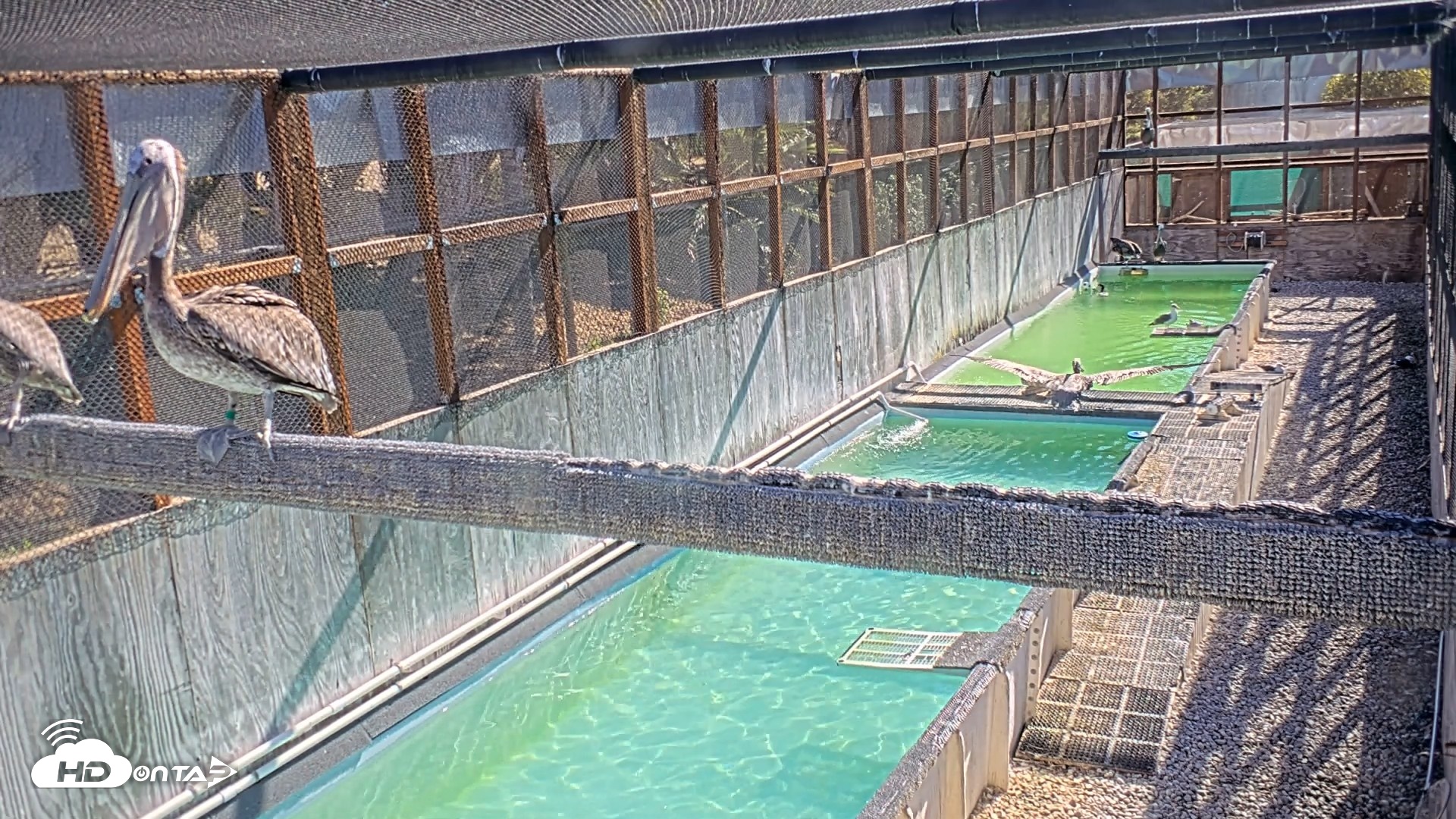 Snapshot of Pelican Aviary Rehabilitation Live Cam taken Oct 2, 2026, 10:05am PDT