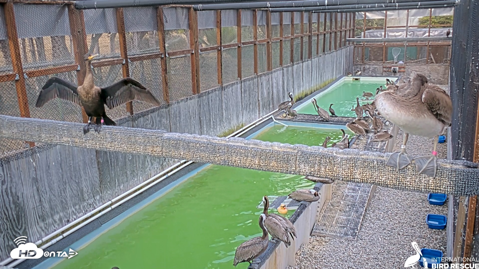 Snapshot of Pelican Aviary Rehabilitation Live Cam taken Jul 13, 2025, 7:38pm PDT