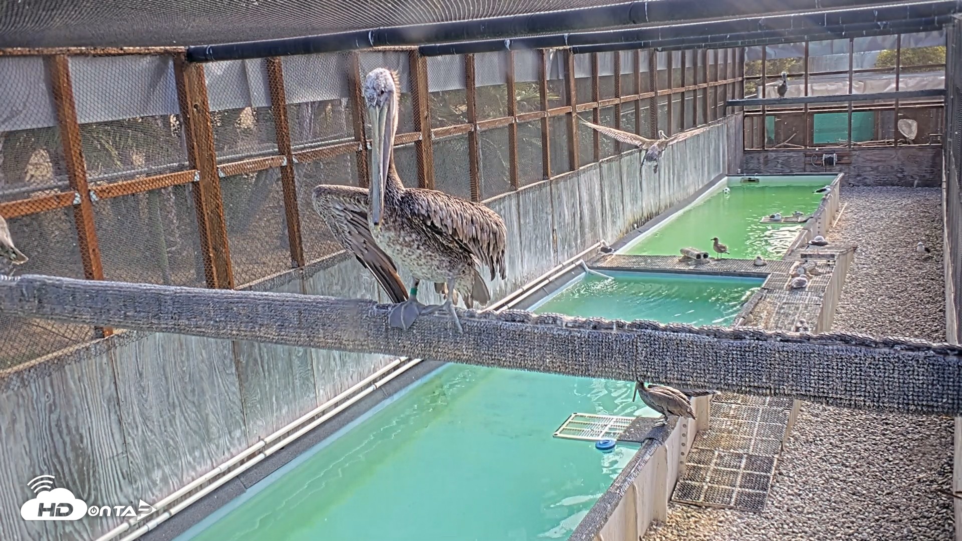 Snapshot of Pelican Aviary Rehabilitation Live Cam taken Oct 1, 2026, 9:42am PDT