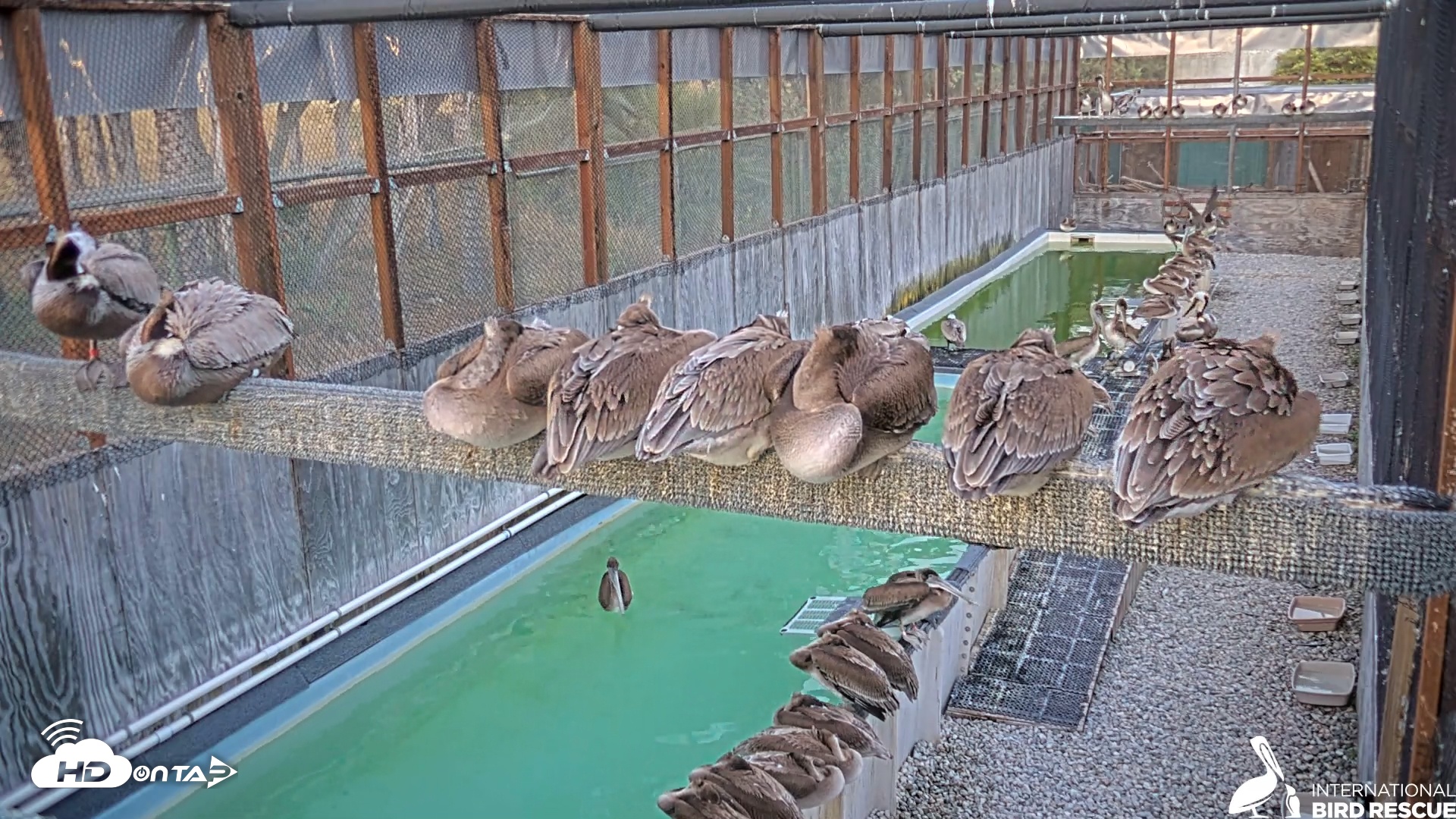Snapshot of Pelican Aviary Rehabilitation Live Cam taken Jun 1, 2025, 8:06pm PDT