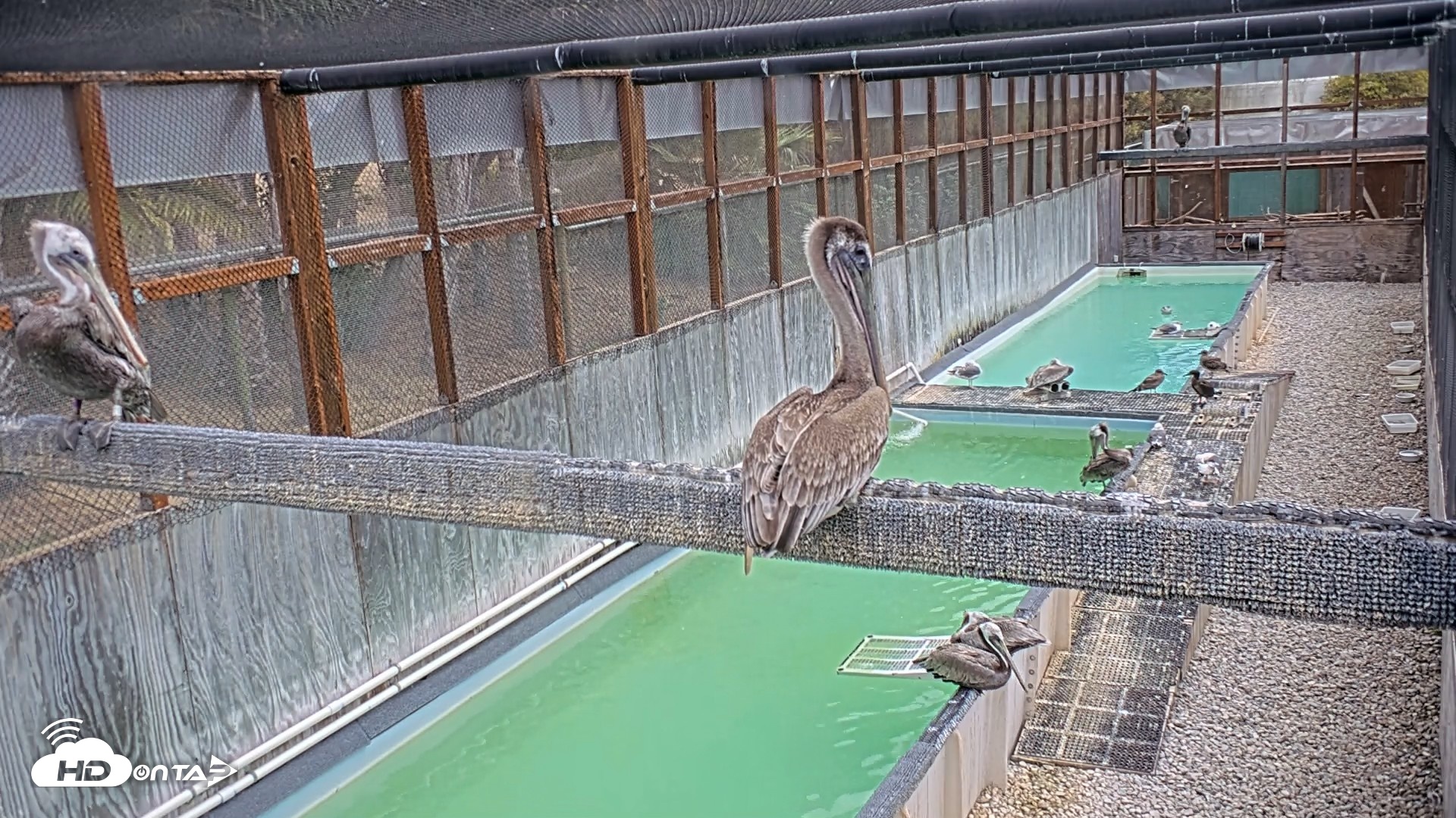 Snapshot of Pelican Aviary Rehabilitation Live Cam taken Sep 14, 2026, 11:44am PDT
