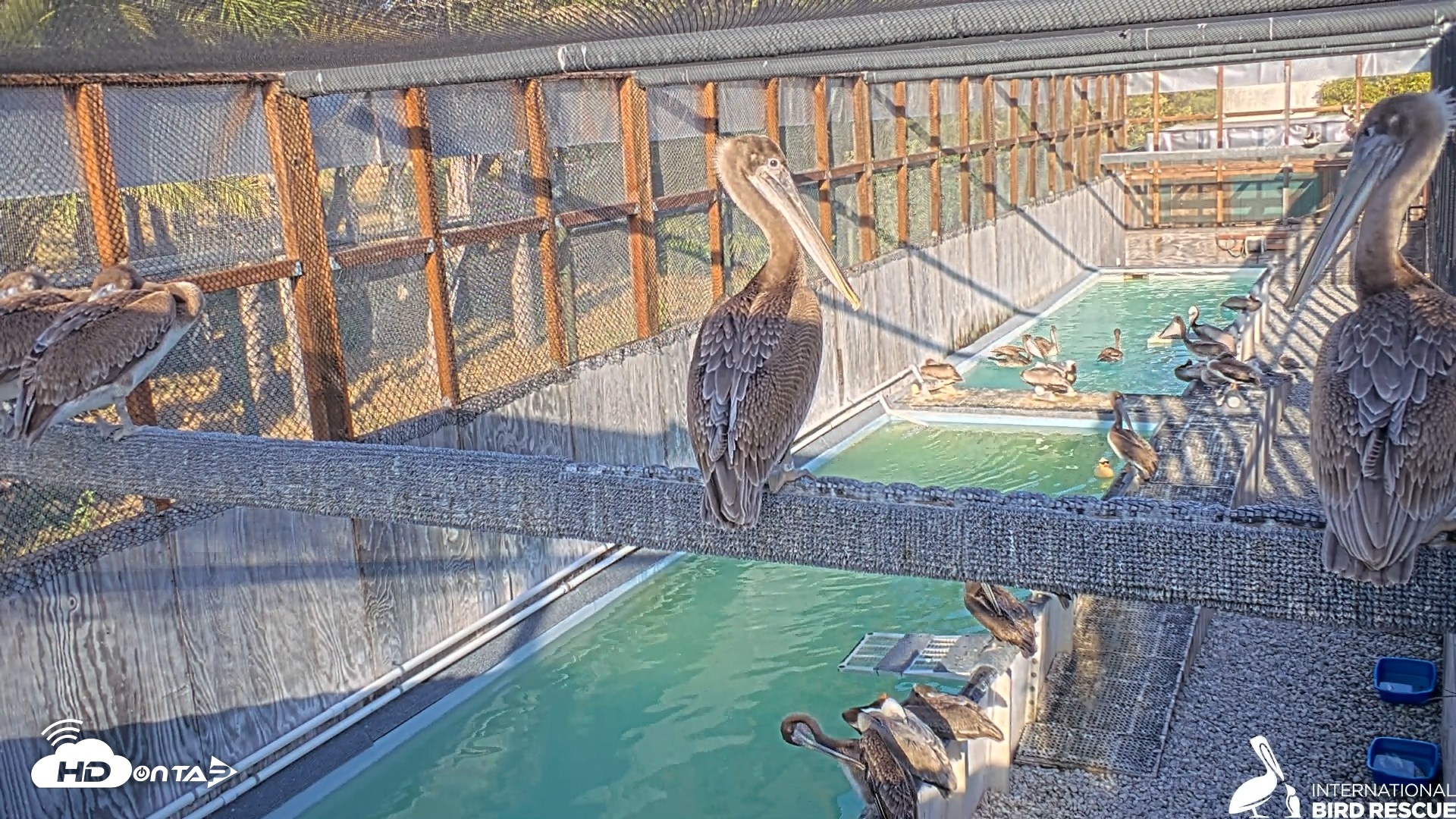 Snapshot of Pelican Aviary Rehabilitation Live Cam taken May 2, 2026, 6:09pm PDT