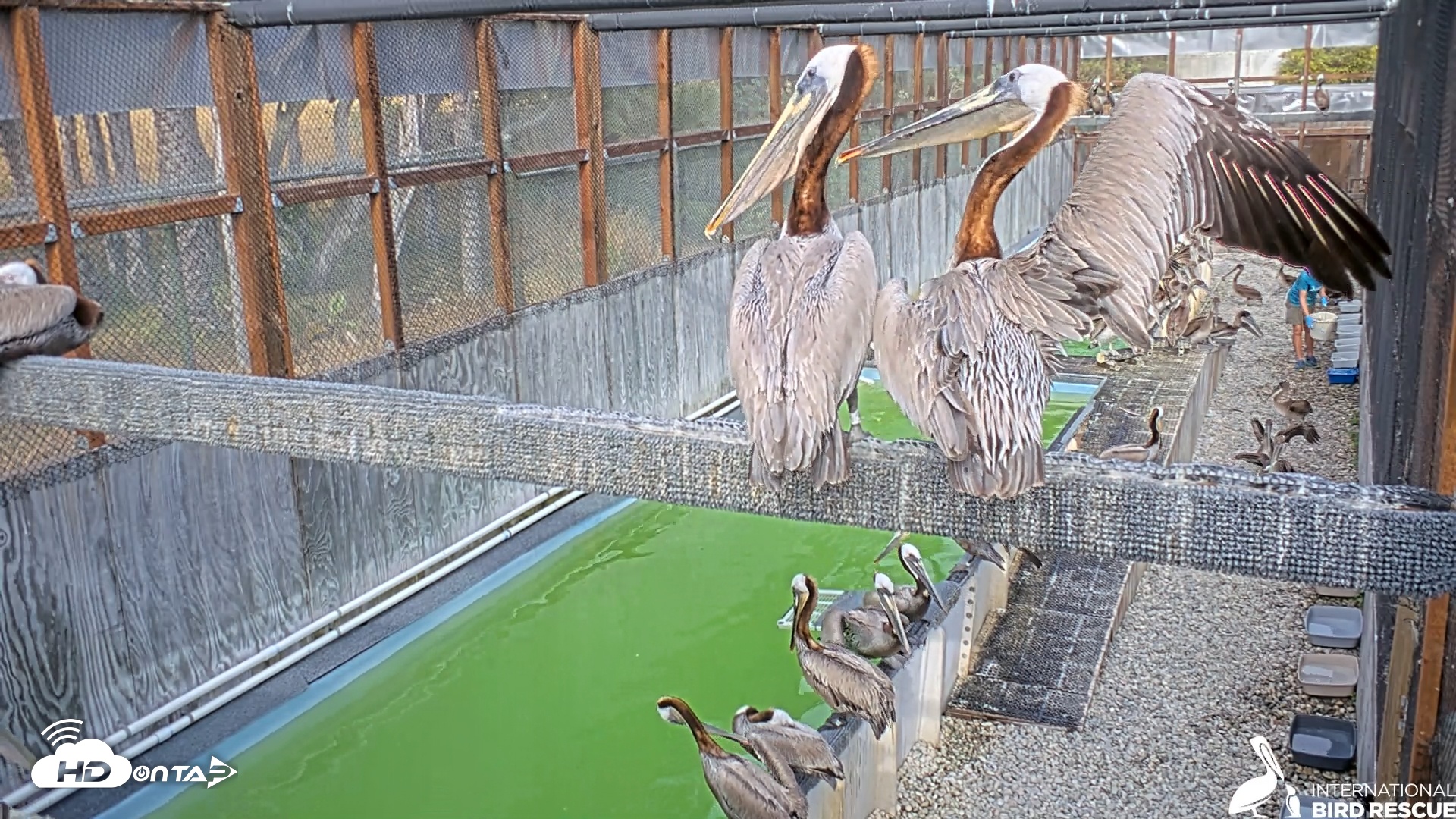 Snapshot of Pelican Aviary Rehabilitation Live Cam taken May 17, 2025, 5:47pm PDT