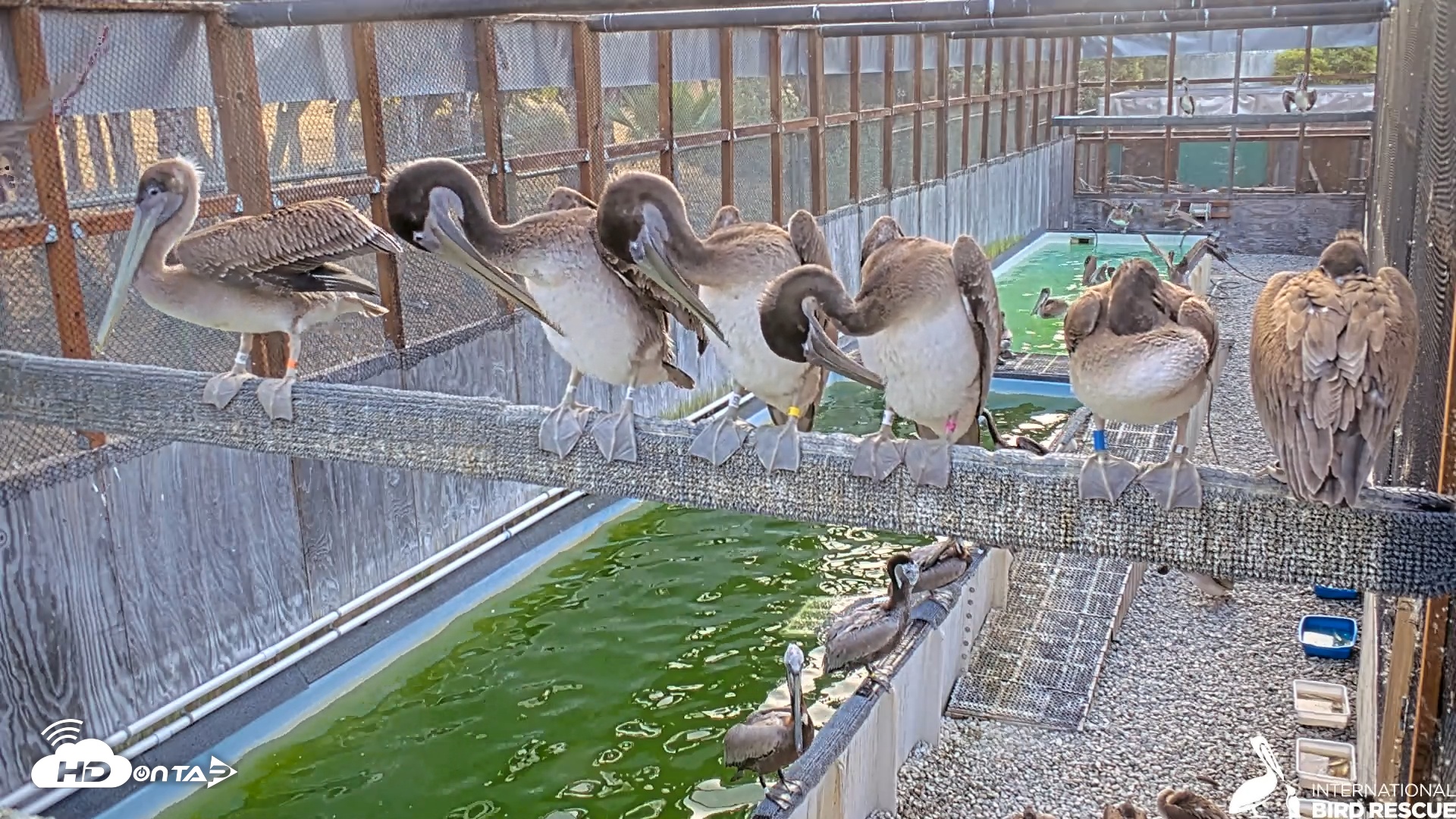 Snapshot of Pelican Aviary Rehabilitation Live Cam taken Jun 22, 2025, 7:12am PDT