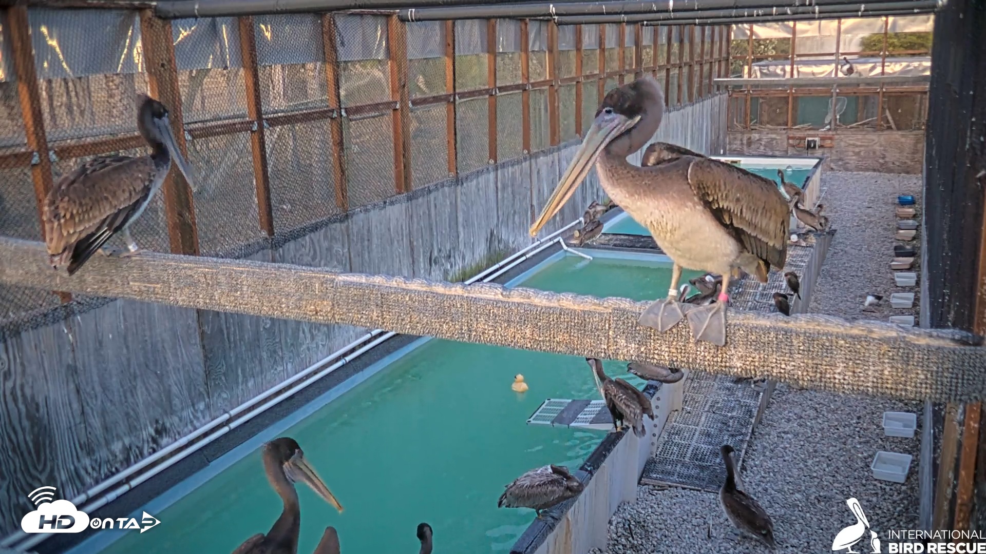 Snapshot of Pelican Aviary Rehabilitation Live Cam taken Jul 24, 2025, 8:19pm PDT