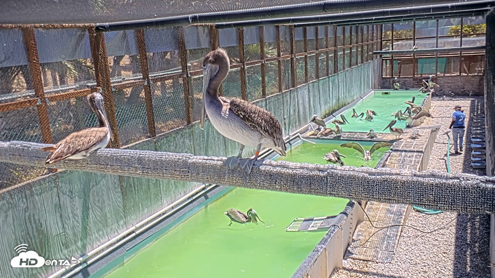 Snapshot of Pelican Aviary Rehabilitation Live Cam taken Jul 23, 2026, 12:09pm PDT