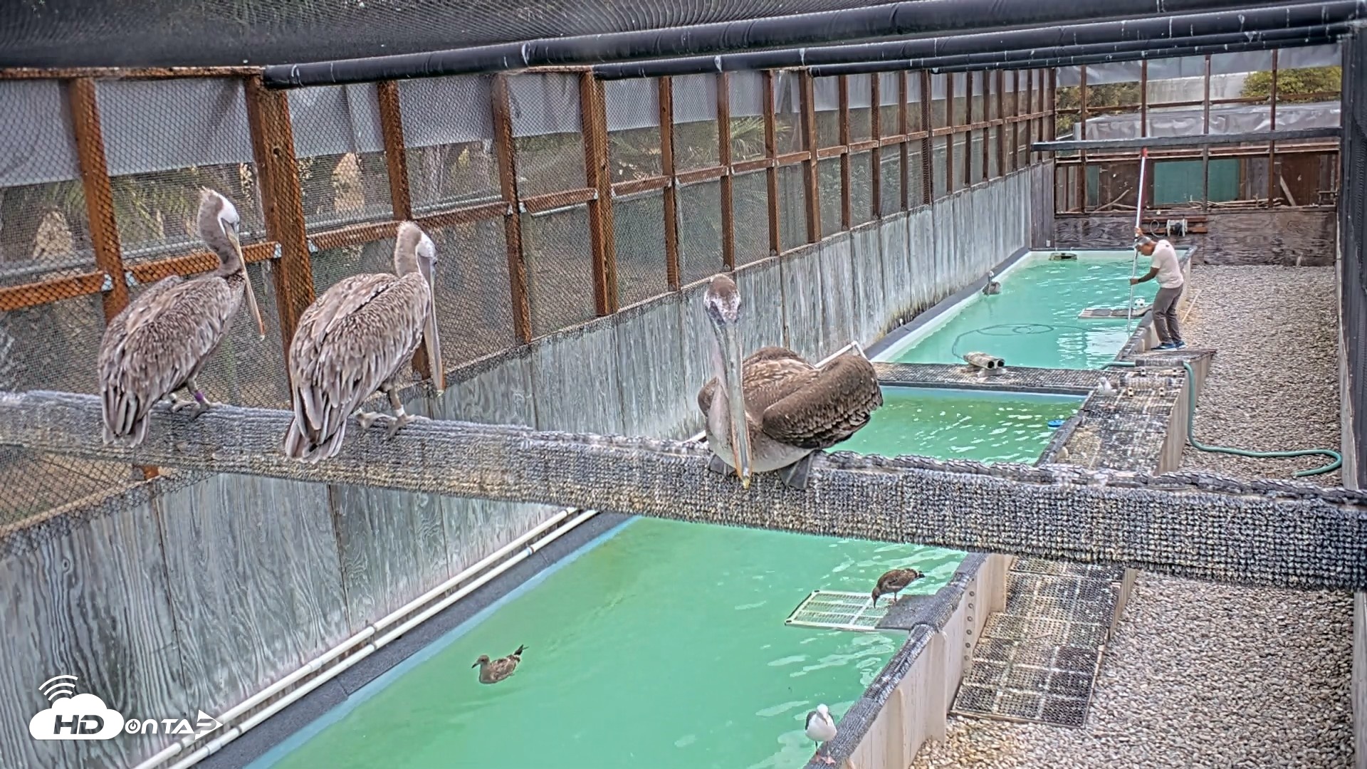 Snapshot of Pelican Aviary Rehabilitation Live Cam taken Sep 16, 2026, 9:27am PDT