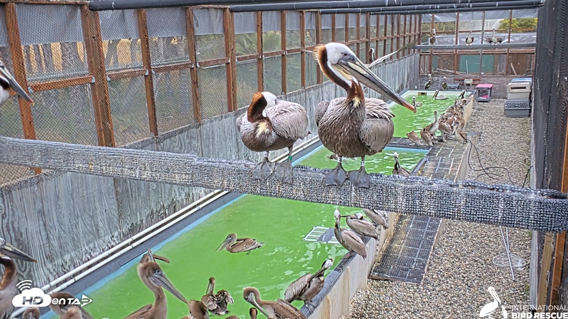 Snapshot of Pelican Aviary Rehabilitation Live Cam taken May 17, 2025, 12:41pm PDT