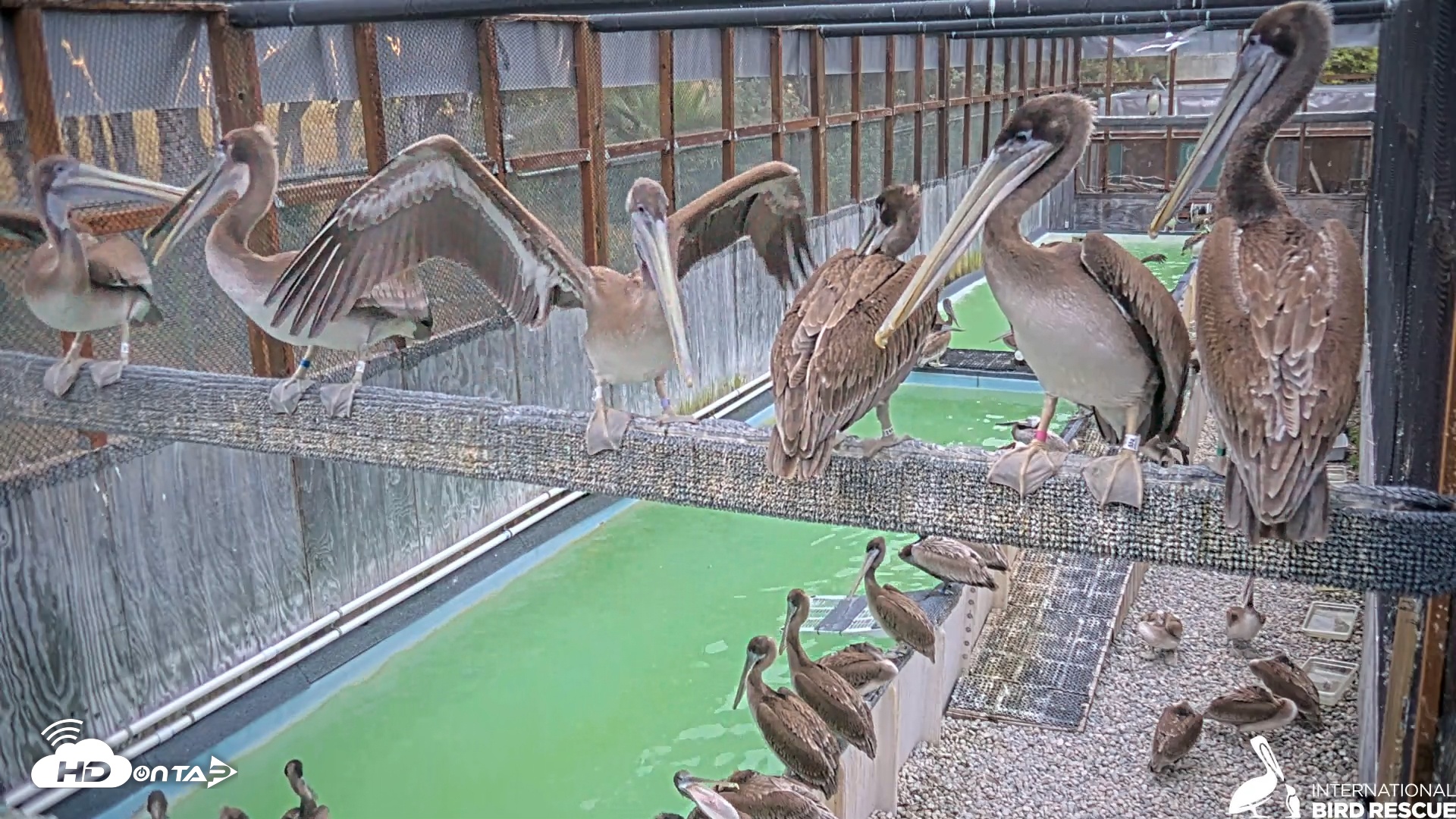 Snapshot of Pelican Aviary Rehabilitation Live Cam taken Jun 14, 2025, 5:51am PDT