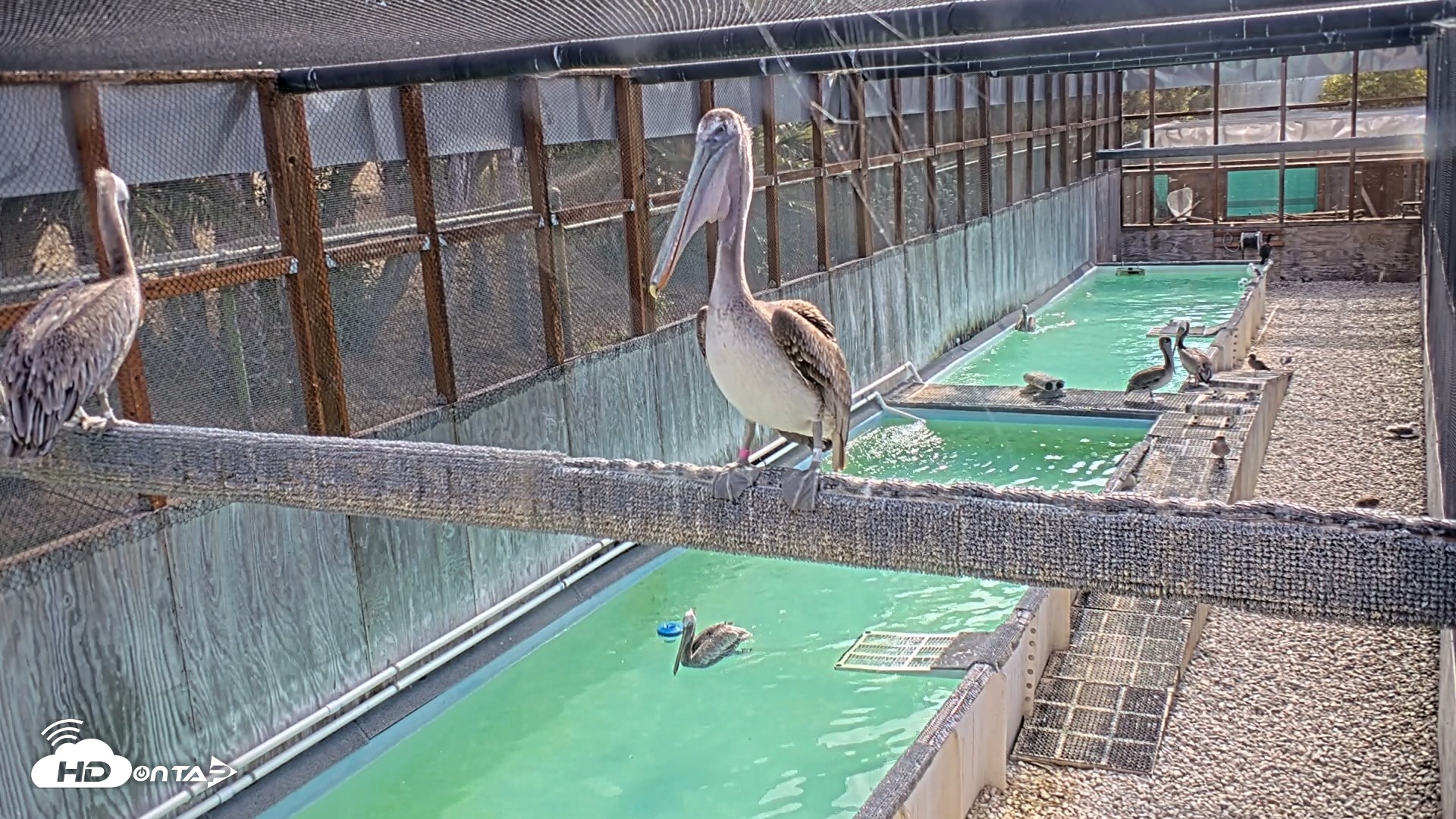 Snapshot of Pelican Aviary Rehabilitation Live Cam taken Sep 11, 2026, 9:38am PDT