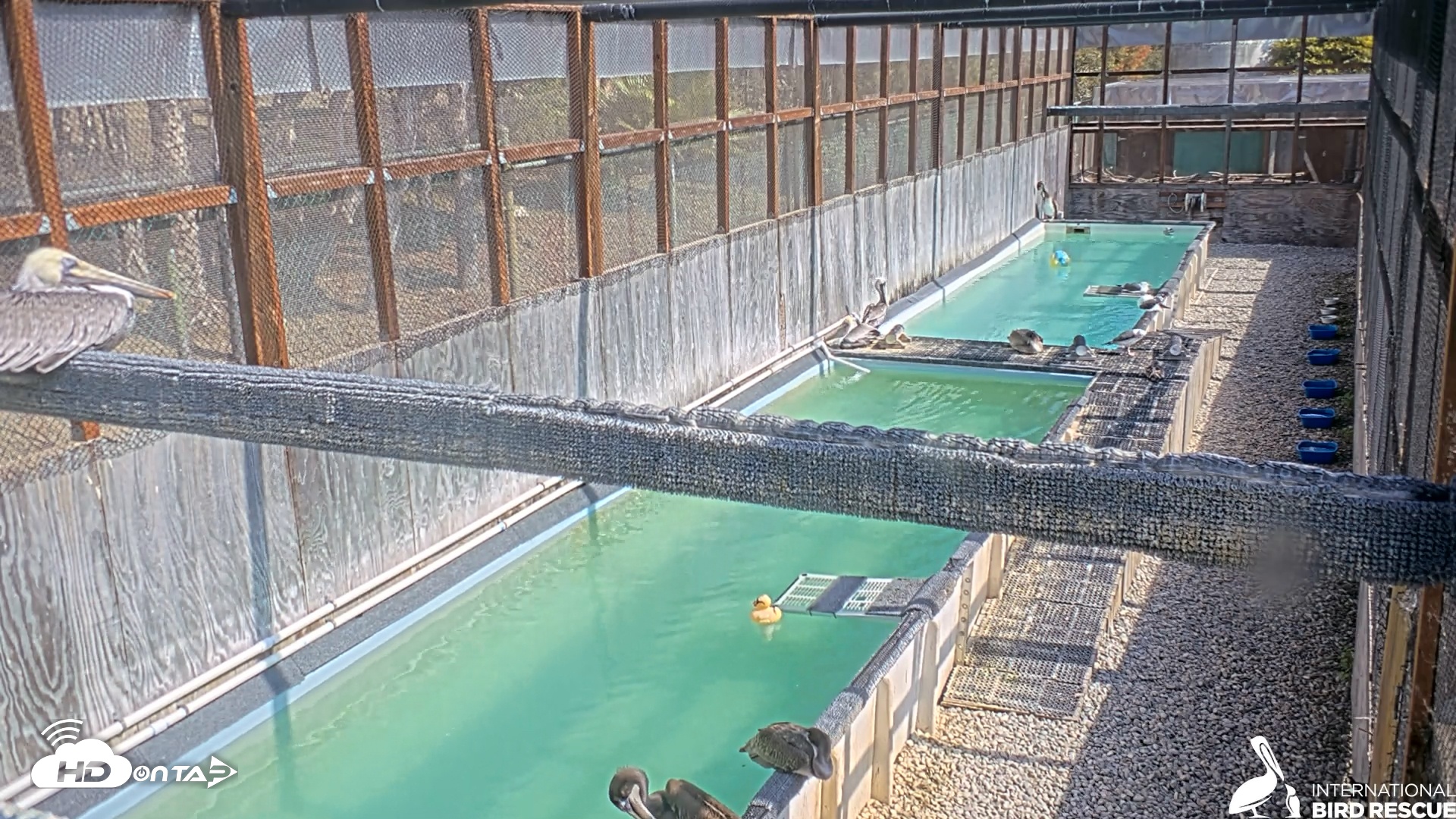 Snapshot of Pelican Aviary Rehabilitation Live Cam taken Oct 27, 2025, 1:28pm PDT