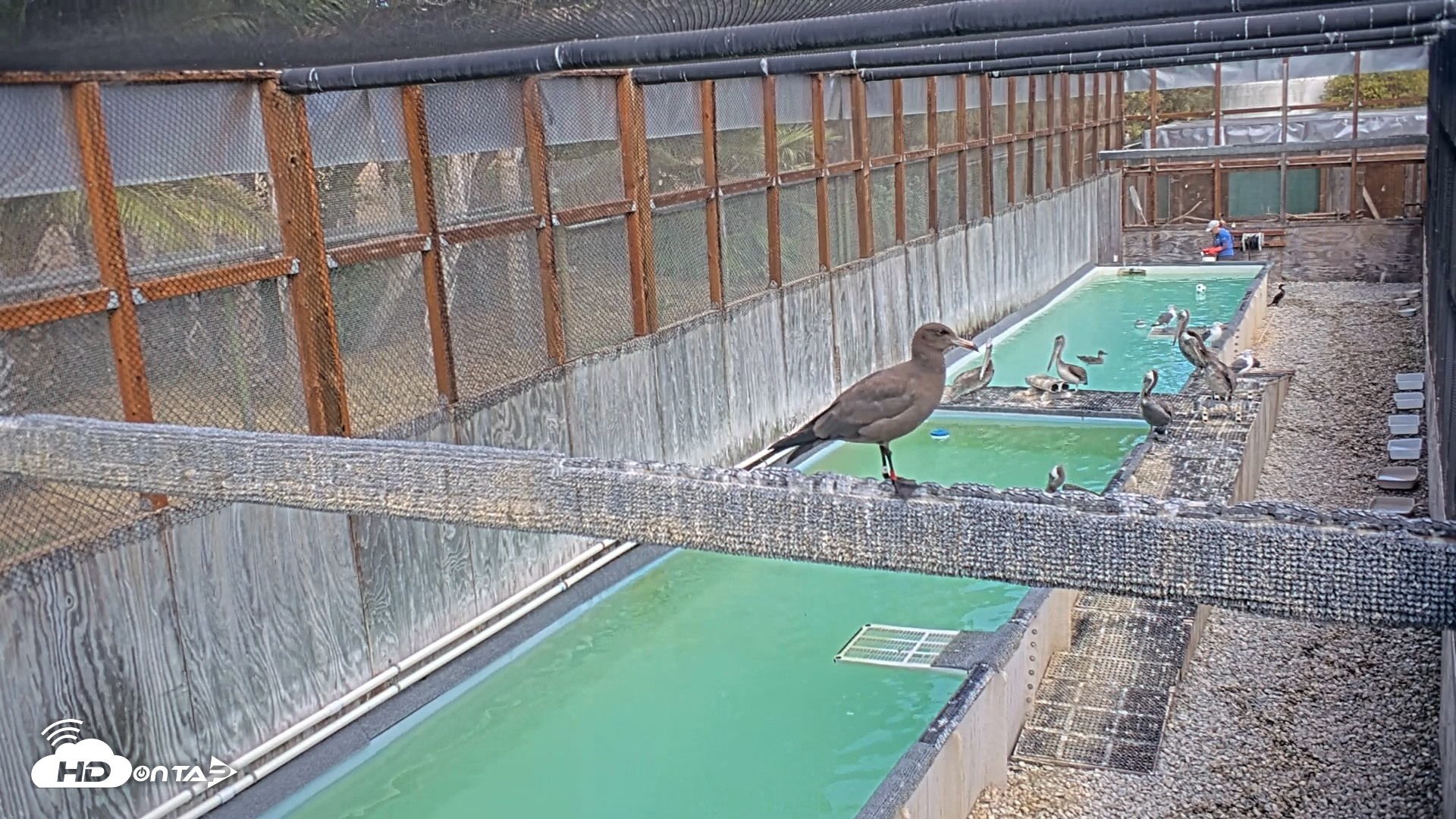 Snapshot of Pelican Aviary Rehabilitation Live Cam taken Sep 16, 2026, 4:36pm PDT