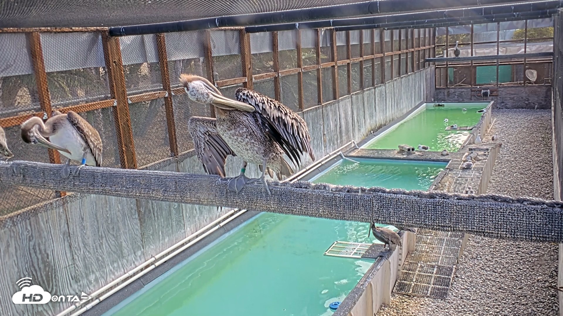 Snapshot of Pelican Aviary Rehabilitation Live Cam taken Oct 1, 2026, 9:41am PDT