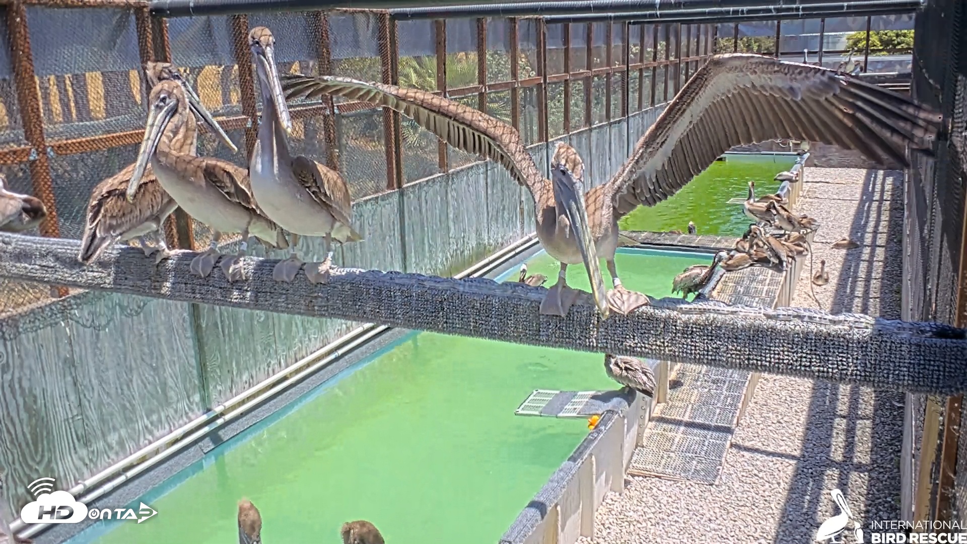 Snapshot of Pelican Aviary Rehabilitation Live Cam taken Jun 2, 2025, 1:11pm PDT
