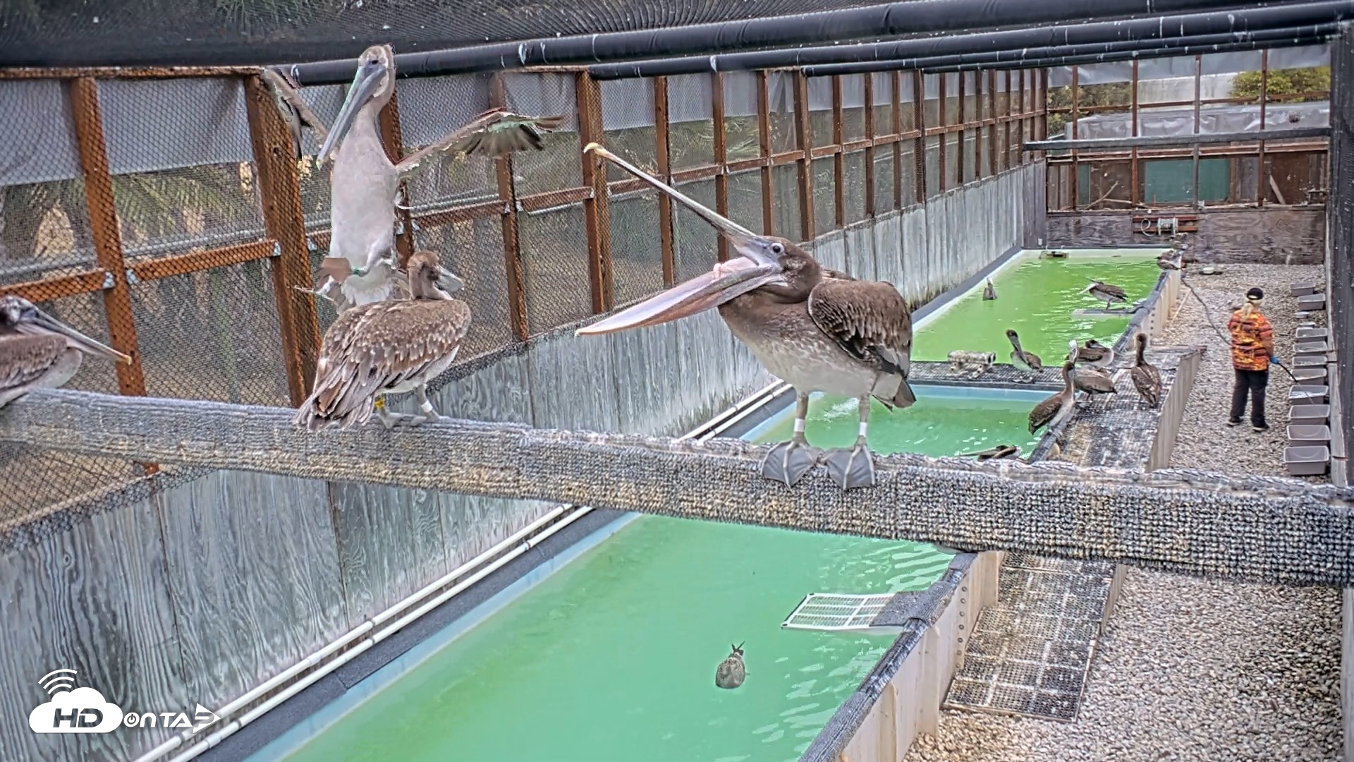 Snapshot of Pelican Aviary Rehabilitation Live Cam taken Aug 13, 2026, 9:25am PDT