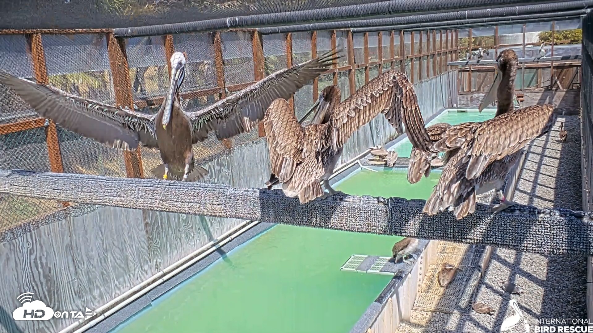 Snapshot of Pelican Aviary Rehabilitation Live Cam taken May 5, 2026, 2:54pm PDT
