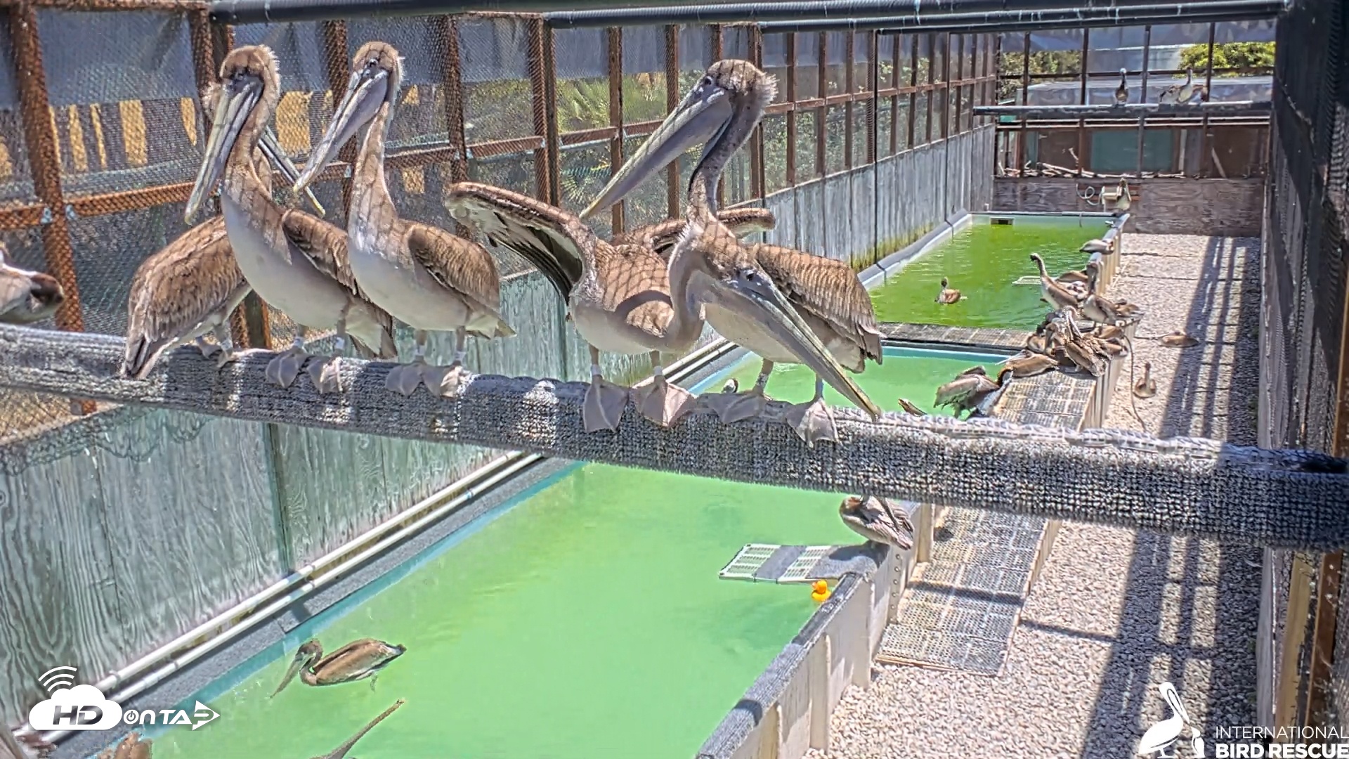 Snapshot of Pelican Aviary Rehabilitation Live Cam taken Jun 2, 2025, 1:11pm PDT