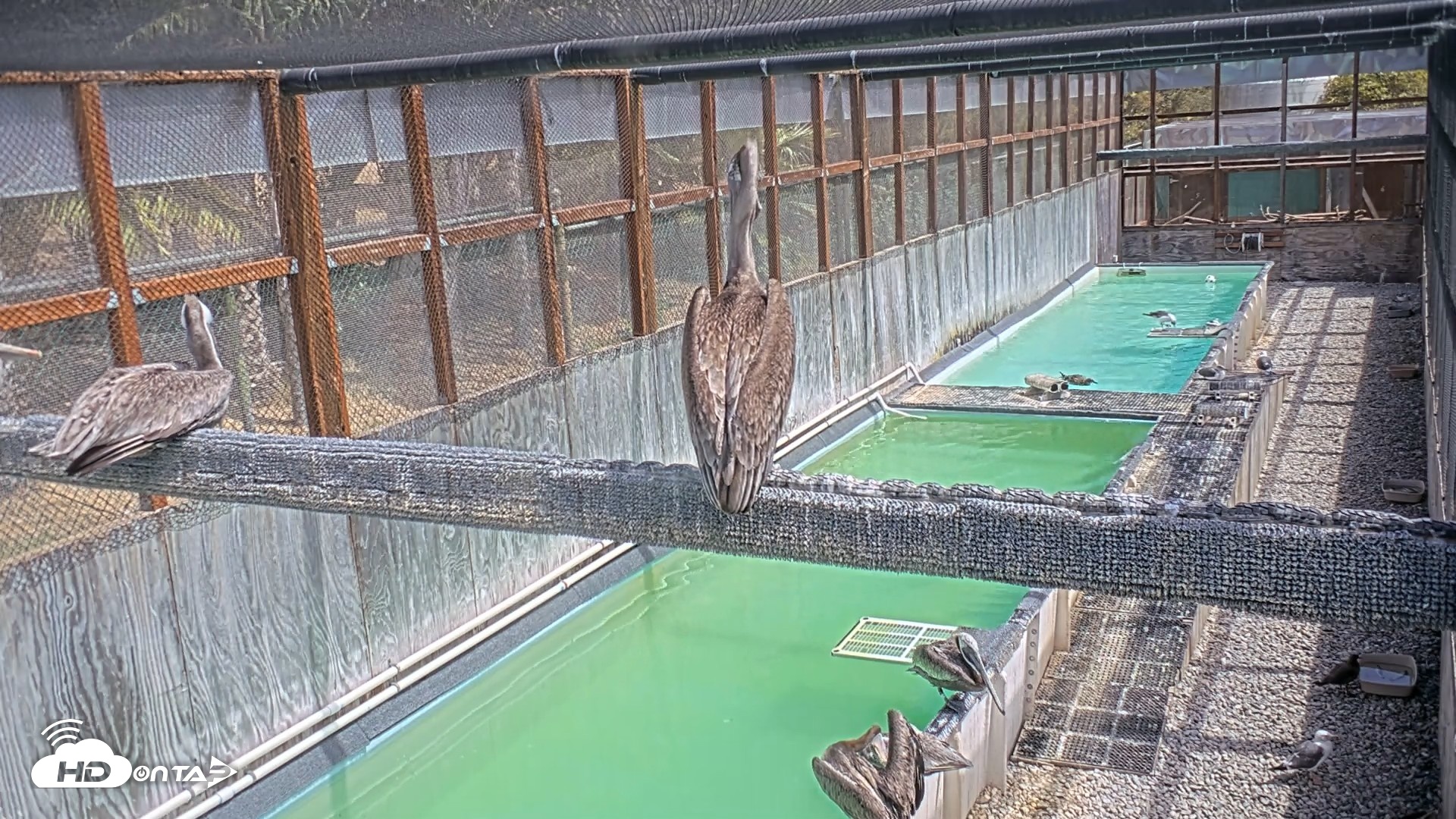 Snapshot of Pelican Aviary Rehabilitation Live Cam taken Sep 15, 2026, 1:10pm PDT