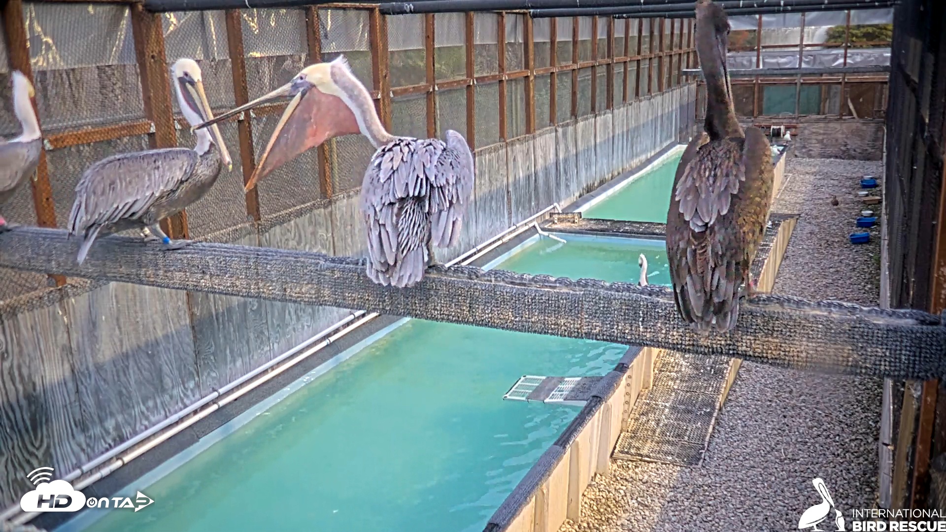 Snapshot of Pelican Aviary Rehabilitation Live Cam taken Nov 6, 2025, 5:10pm PST