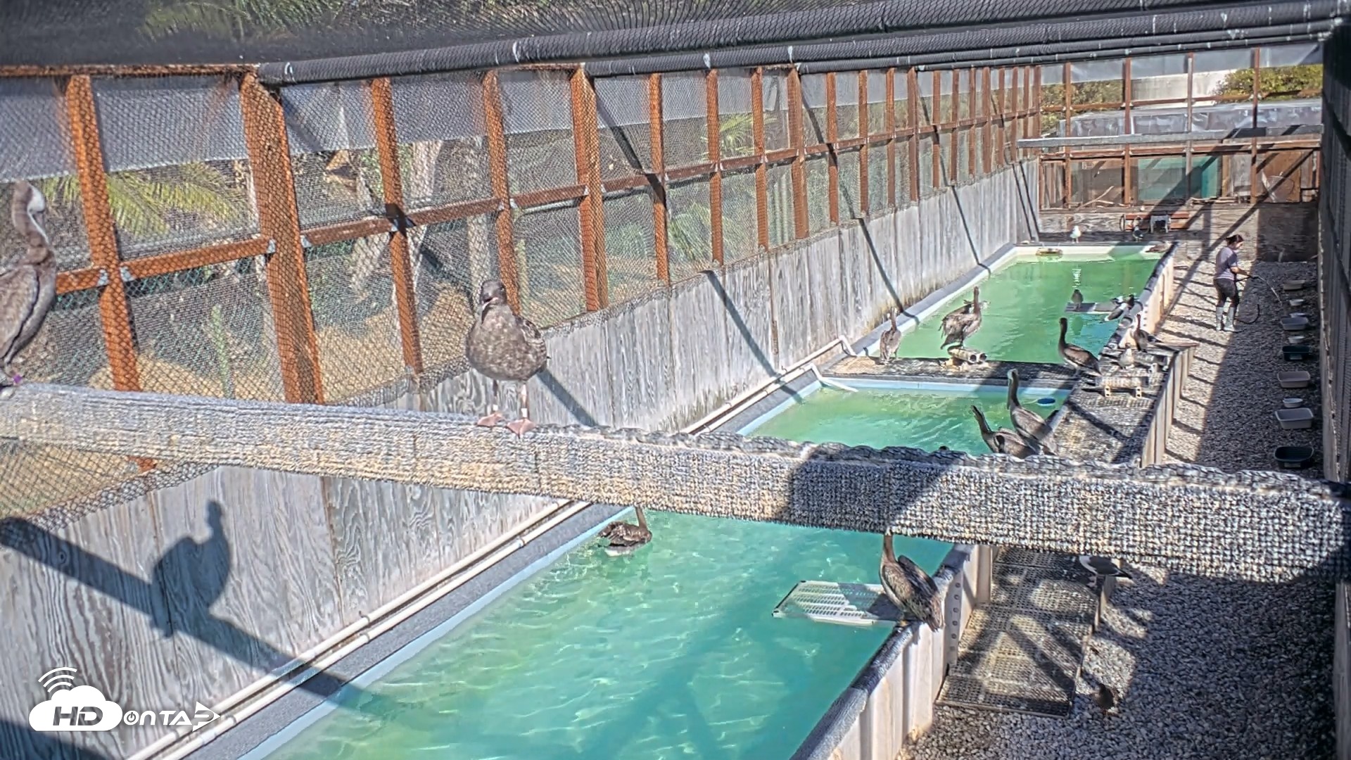 Snapshot of Pelican Aviary Rehabilitation Live Cam taken Sep 8, 2026, 4:17pm PDT