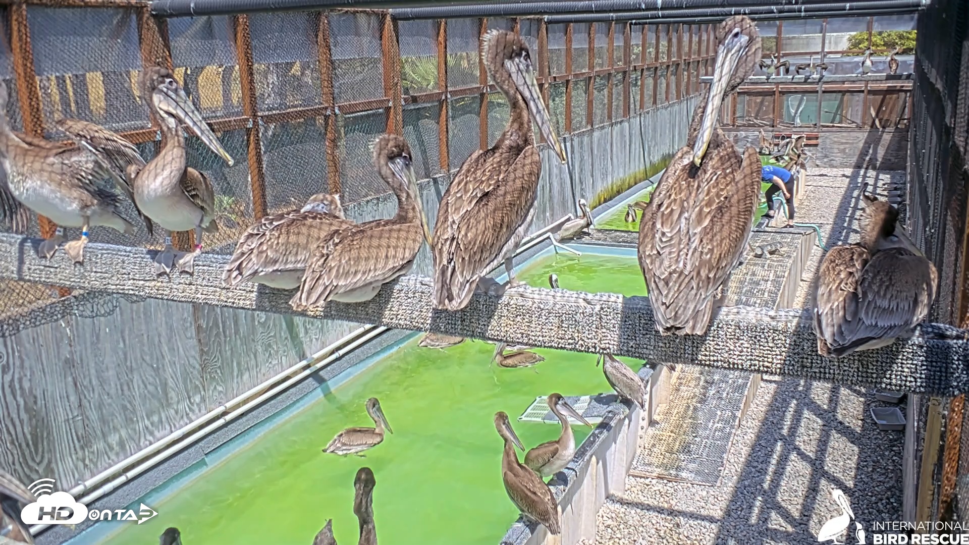 Snapshot of Pelican Aviary Rehabilitation Live Cam taken Jun 13, 2025, 2:52pm PDT