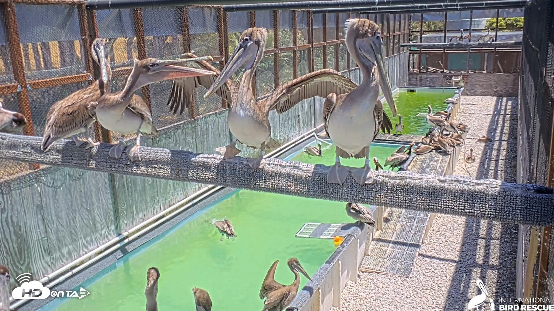 Snapshot of Pelican Aviary Rehabilitation Live Cam taken Jun 2, 2025, 1:12pm PDT