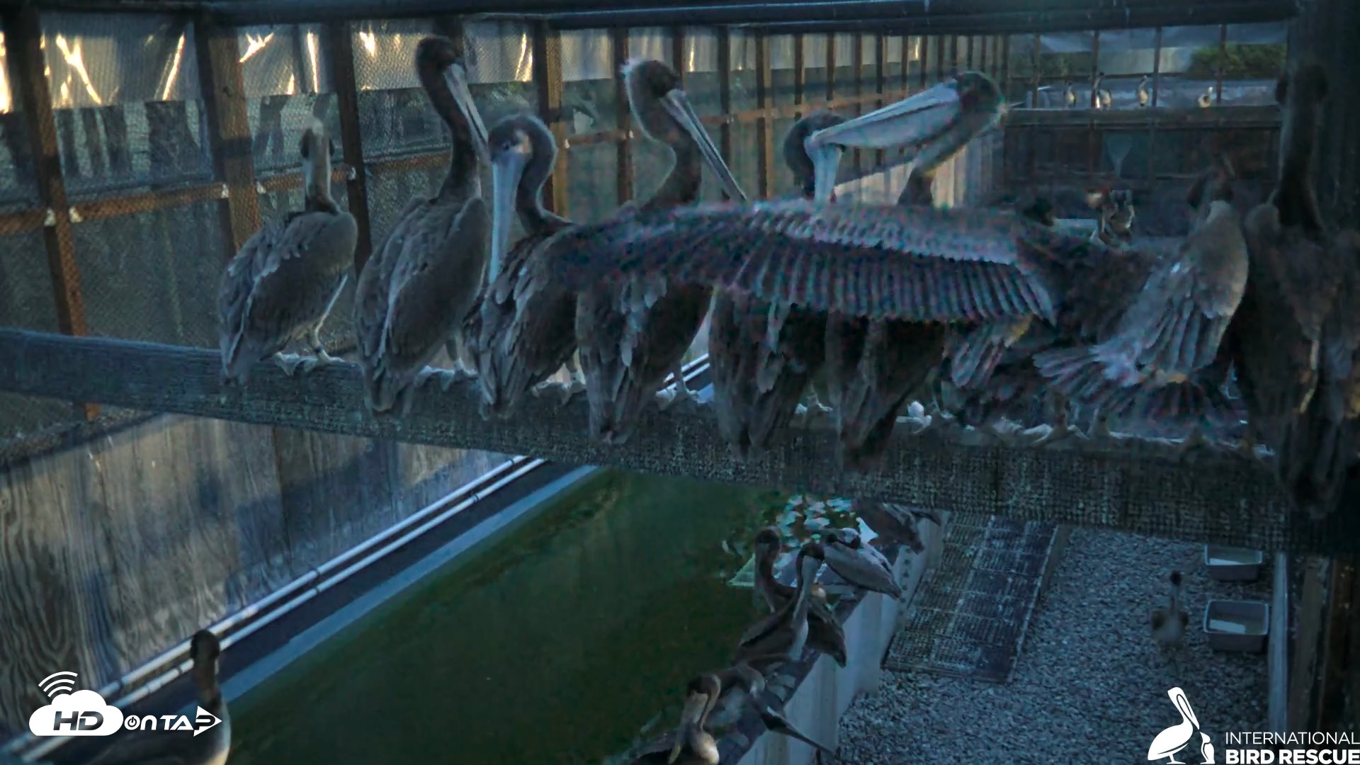 Snapshot of Pelican Aviary Rehabilitation Live Cam taken Jun 17, 2025, 5:15am PDT