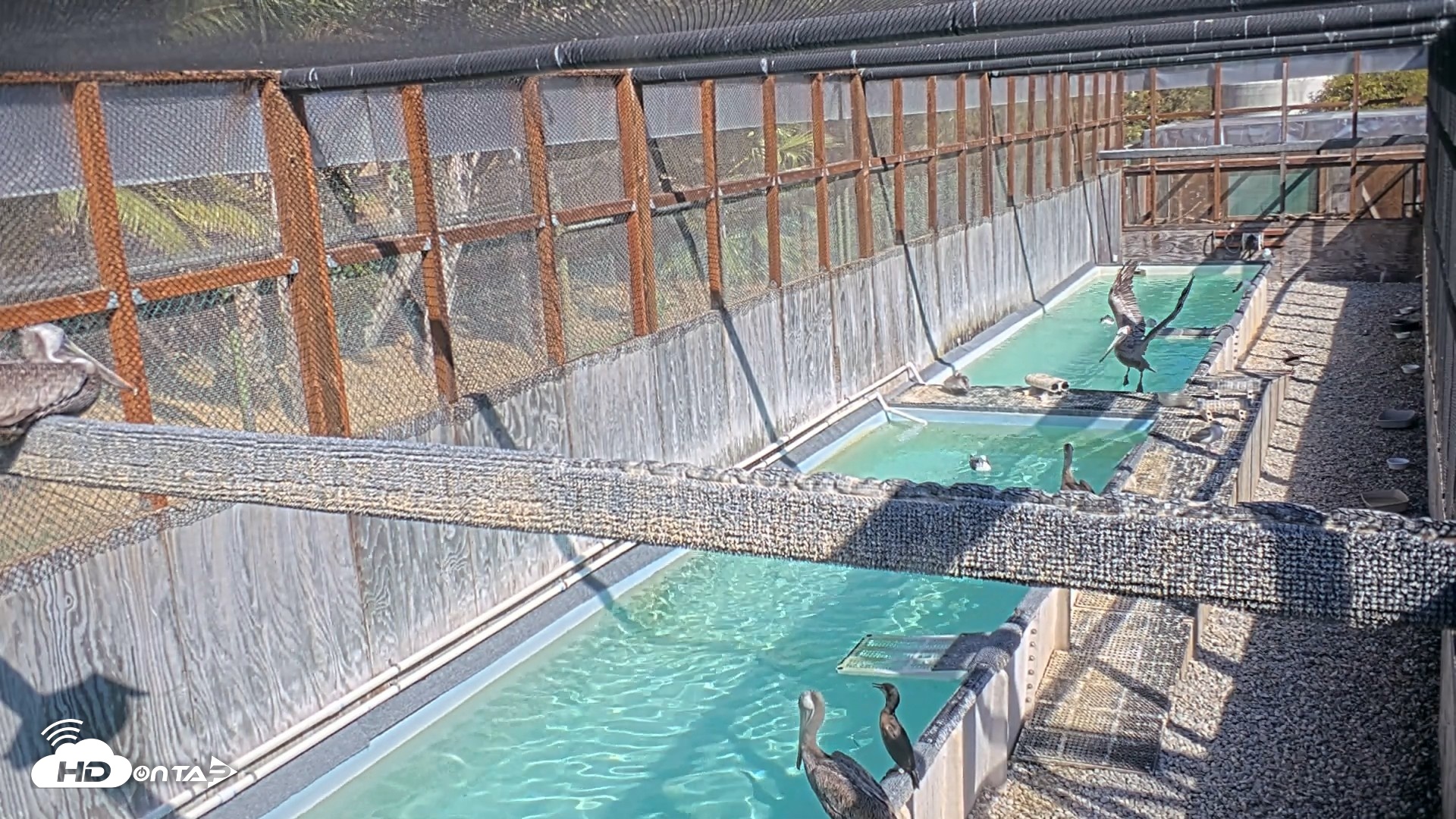 Snapshot of Pelican Aviary Rehabilitation Live Cam taken Sep 22, 2026, 3:20pm PDT