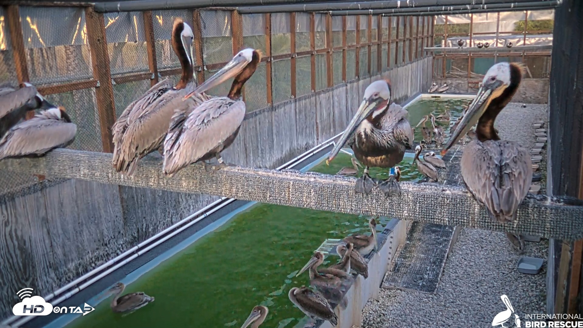 Snapshot of Pelican Aviary Rehabilitation Live Cam taken May 12, 2025, 8:05pm PDT