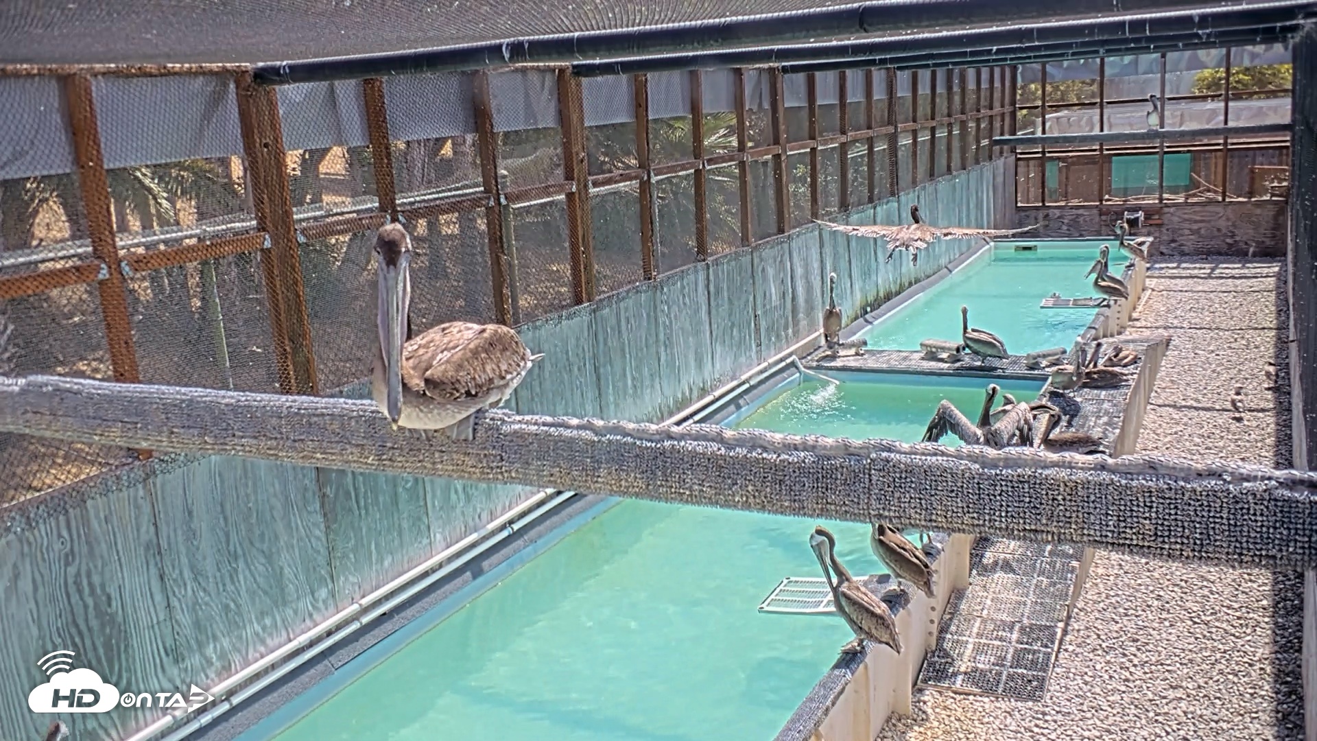 Snapshot of Pelican Aviary Rehabilitation Live Cam taken Aug 3, 2026, 11:10am PDT