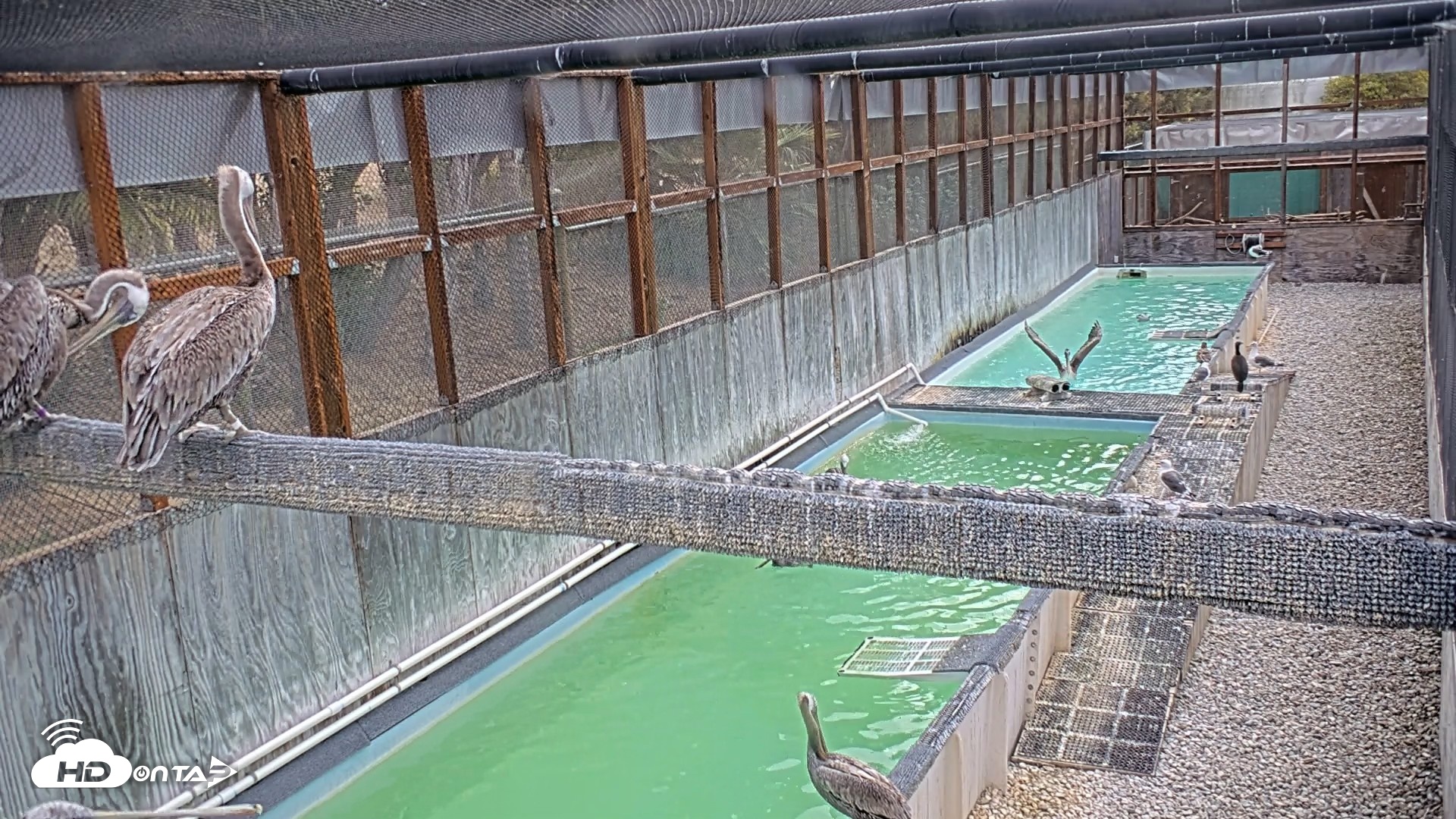 Snapshot of Pelican Aviary Rehabilitation Live Cam taken Sep 15, 2026, 9:34am PDT