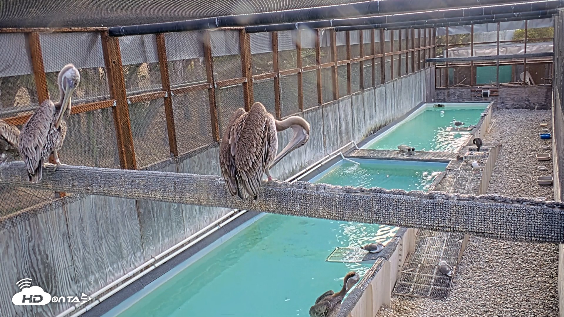 Snapshot of Pelican Aviary Rehabilitation Live Cam taken Sep 22, 2026, 8:18am PDT