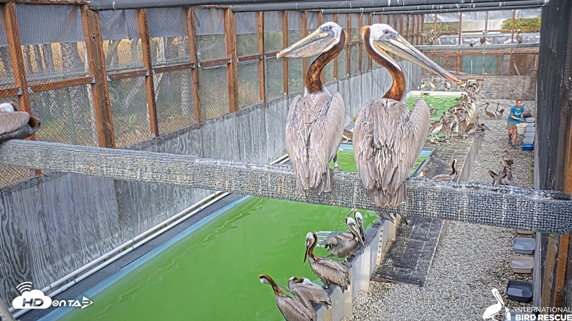 Snapshot of Pelican Aviary Rehabilitation Live Cam taken May 17, 2025, 5:48pm PDT
