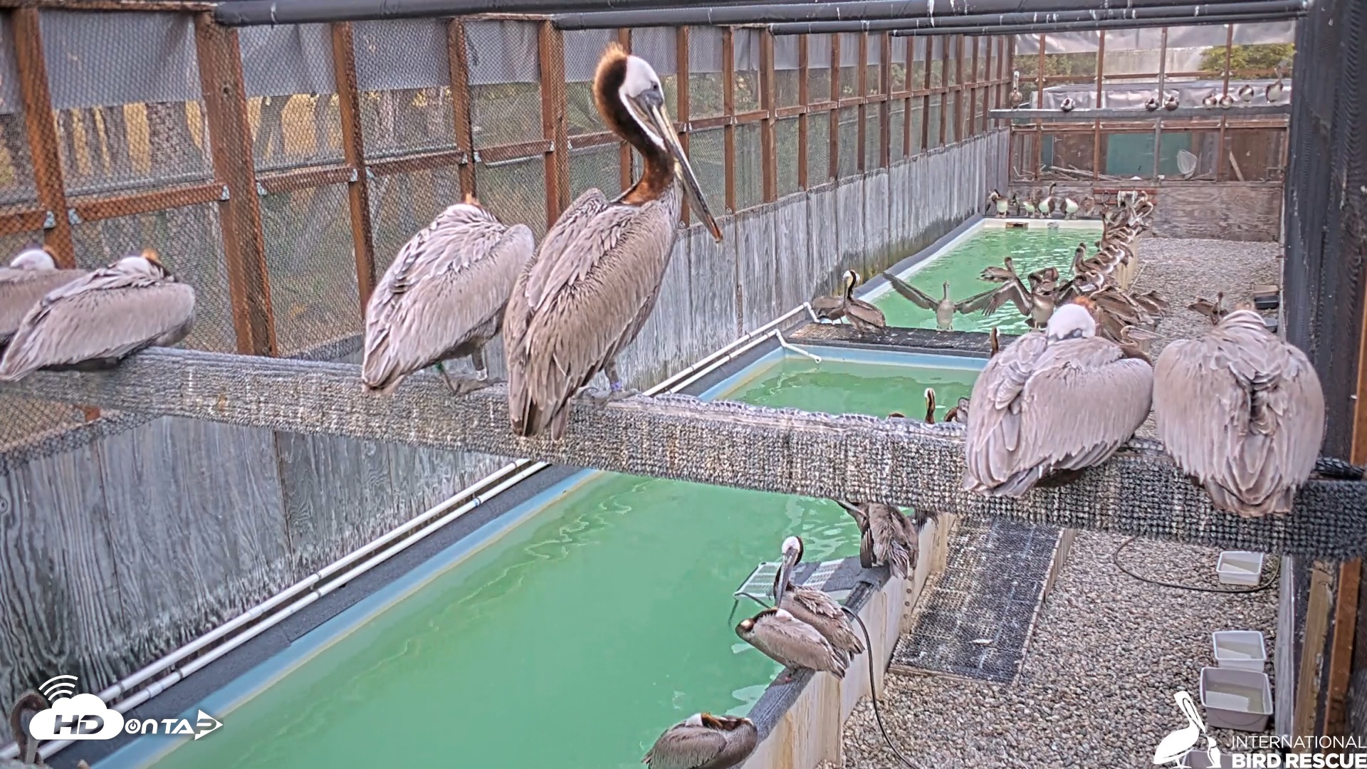 Snapshot of Pelican Aviary Rehabilitation Live Cam taken May 21, 2025, 7:45pm PDT