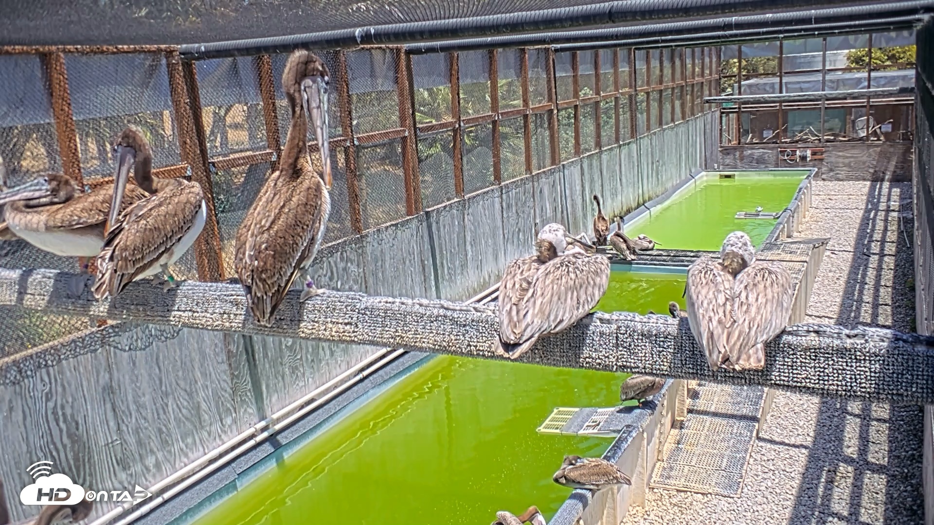 Snapshot of Pelican Aviary Rehabilitation Live Cam taken Jun 7, 2026, 1:38pm PDT