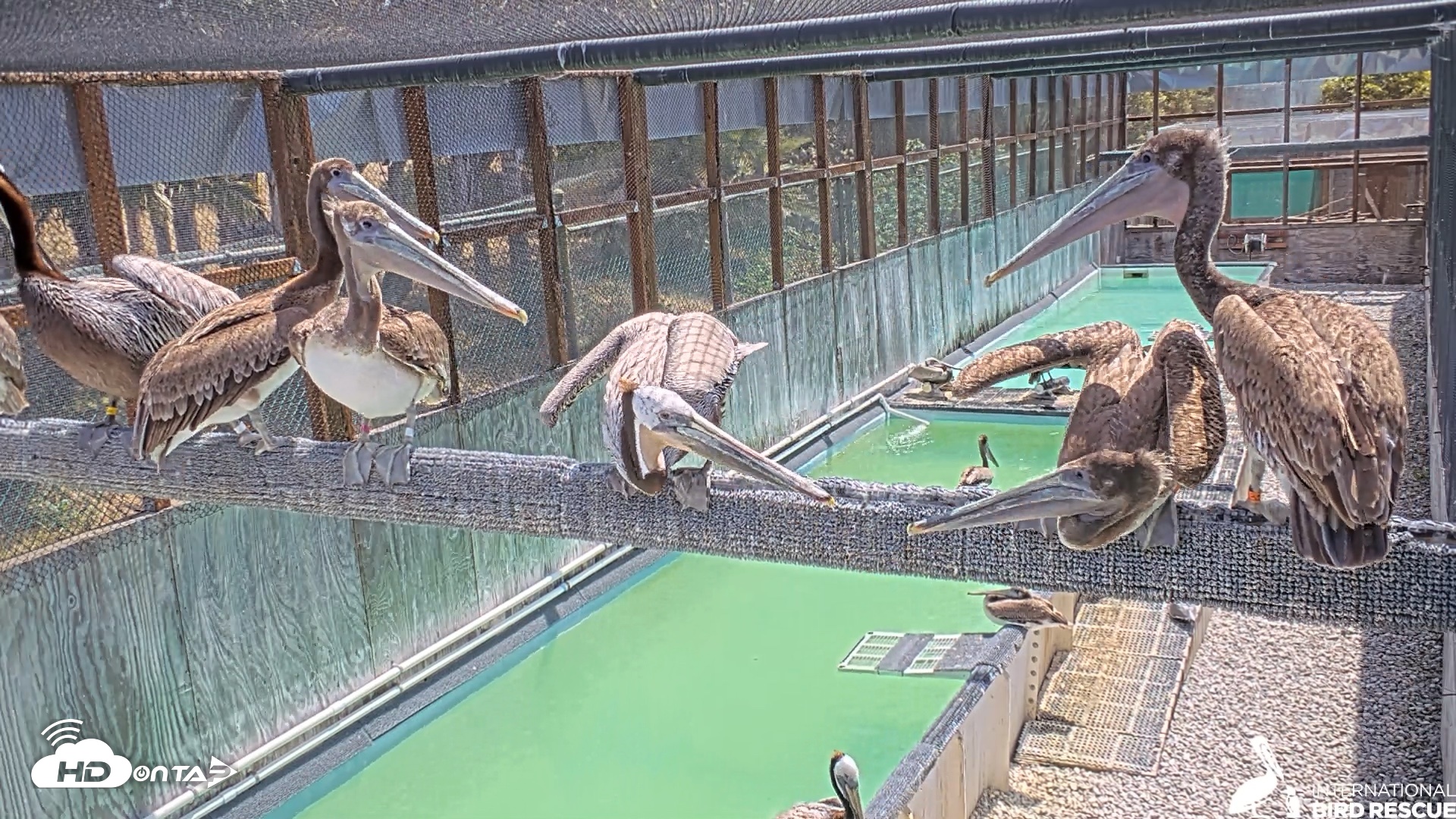 Snapshot of Pelican Aviary Rehabilitation Live Cam taken May 5, 2026, 11:19am PDT