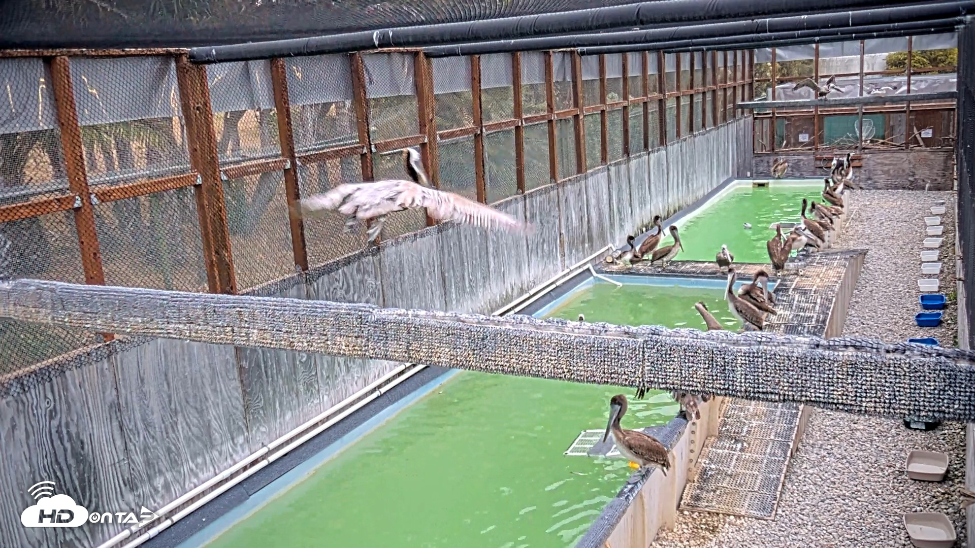Snapshot of Pelican Aviary Rehabilitation Live Cam taken Jun 2, 2026, 5:42am PDT