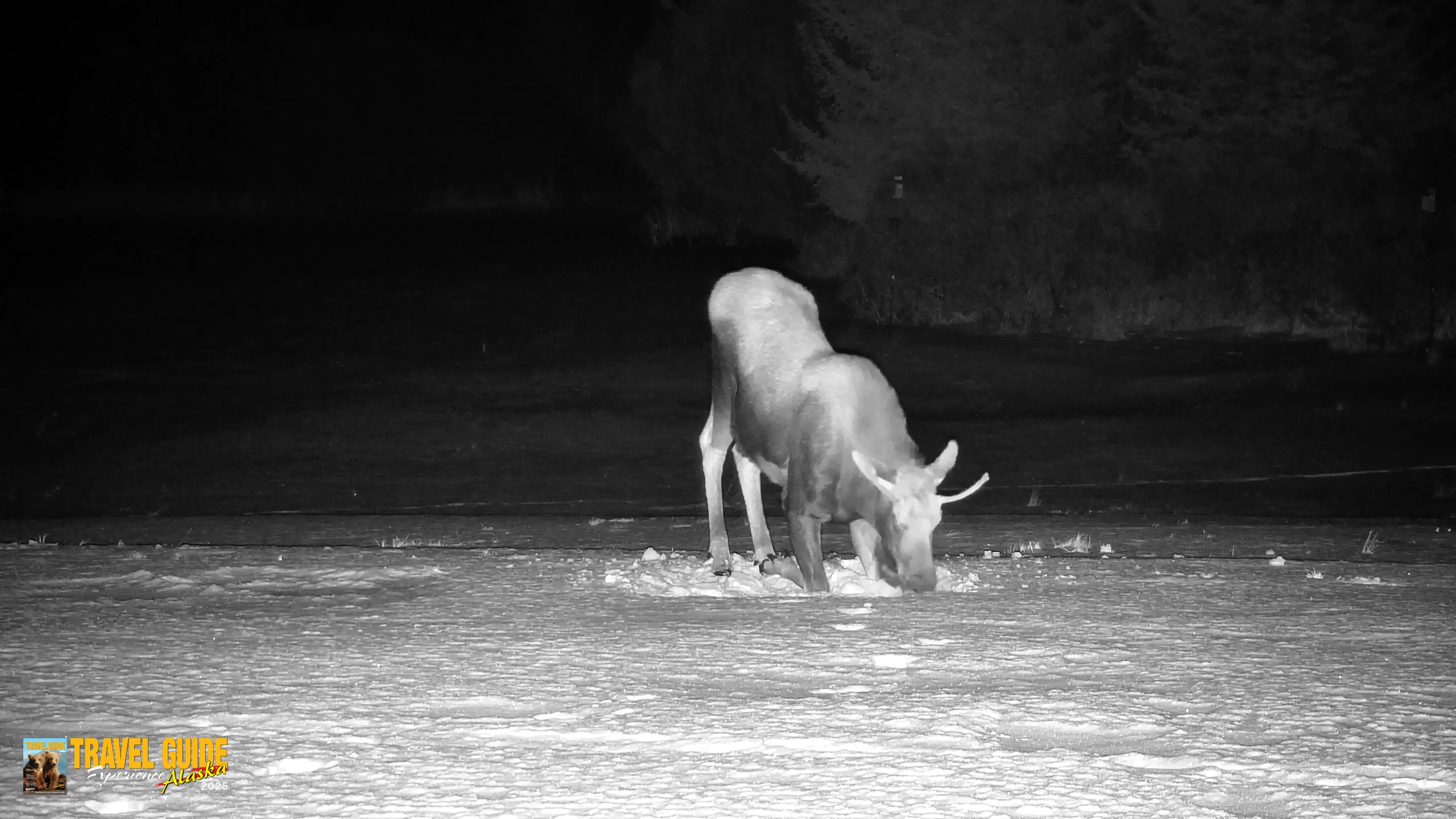 Snapshot of Inspiration Ridge - Homer Alaska Live Webcam taken Jan 21, 2026, 11:07pm AKST